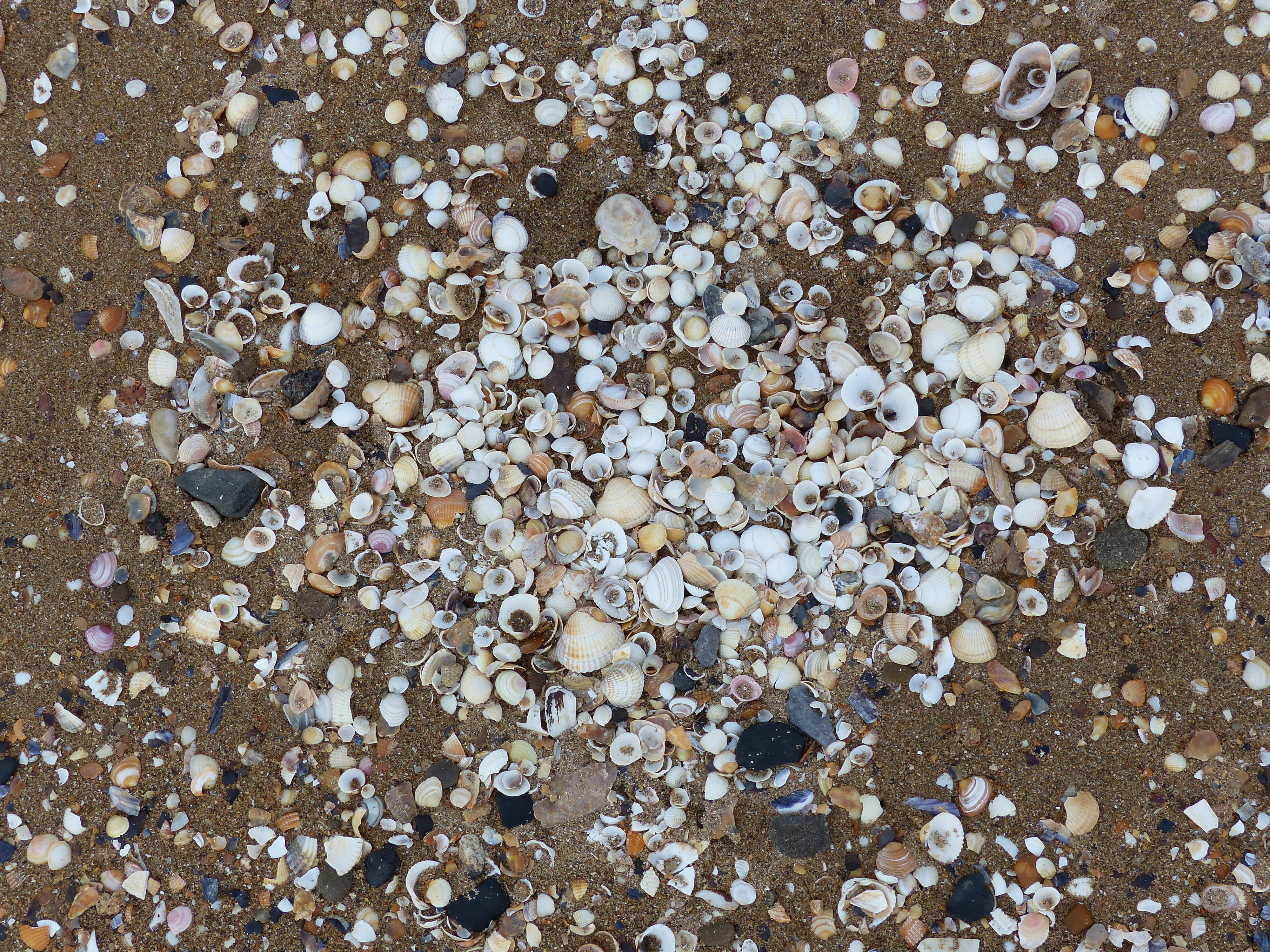 Seashells on the beach at Swansea Bay