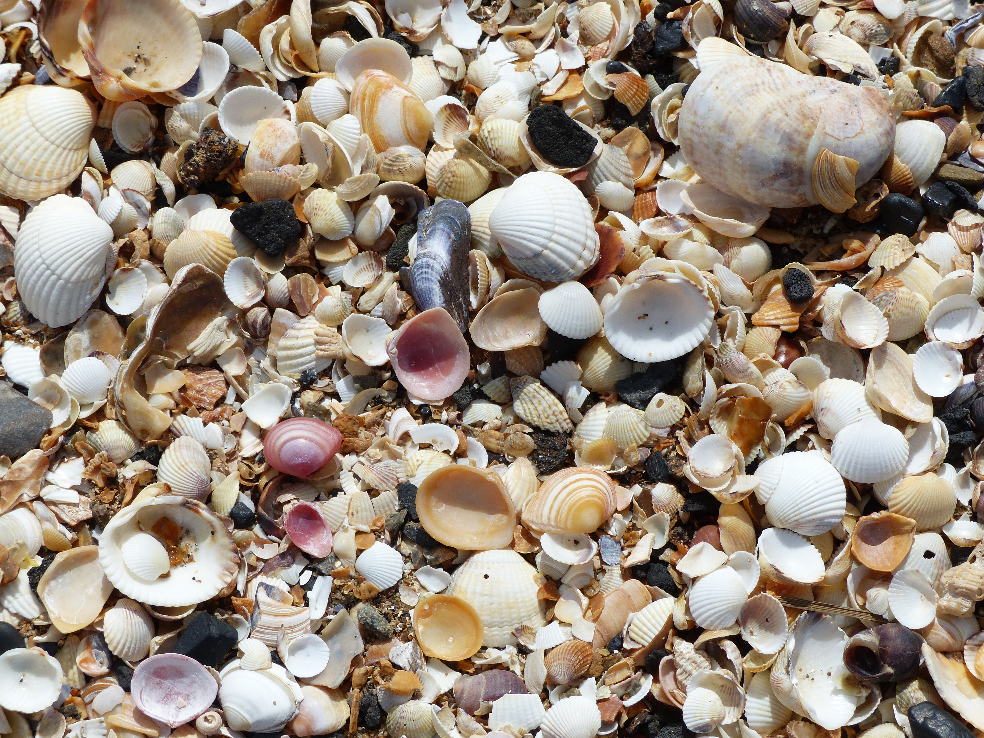 Seashells on the beach at Swansea Bay