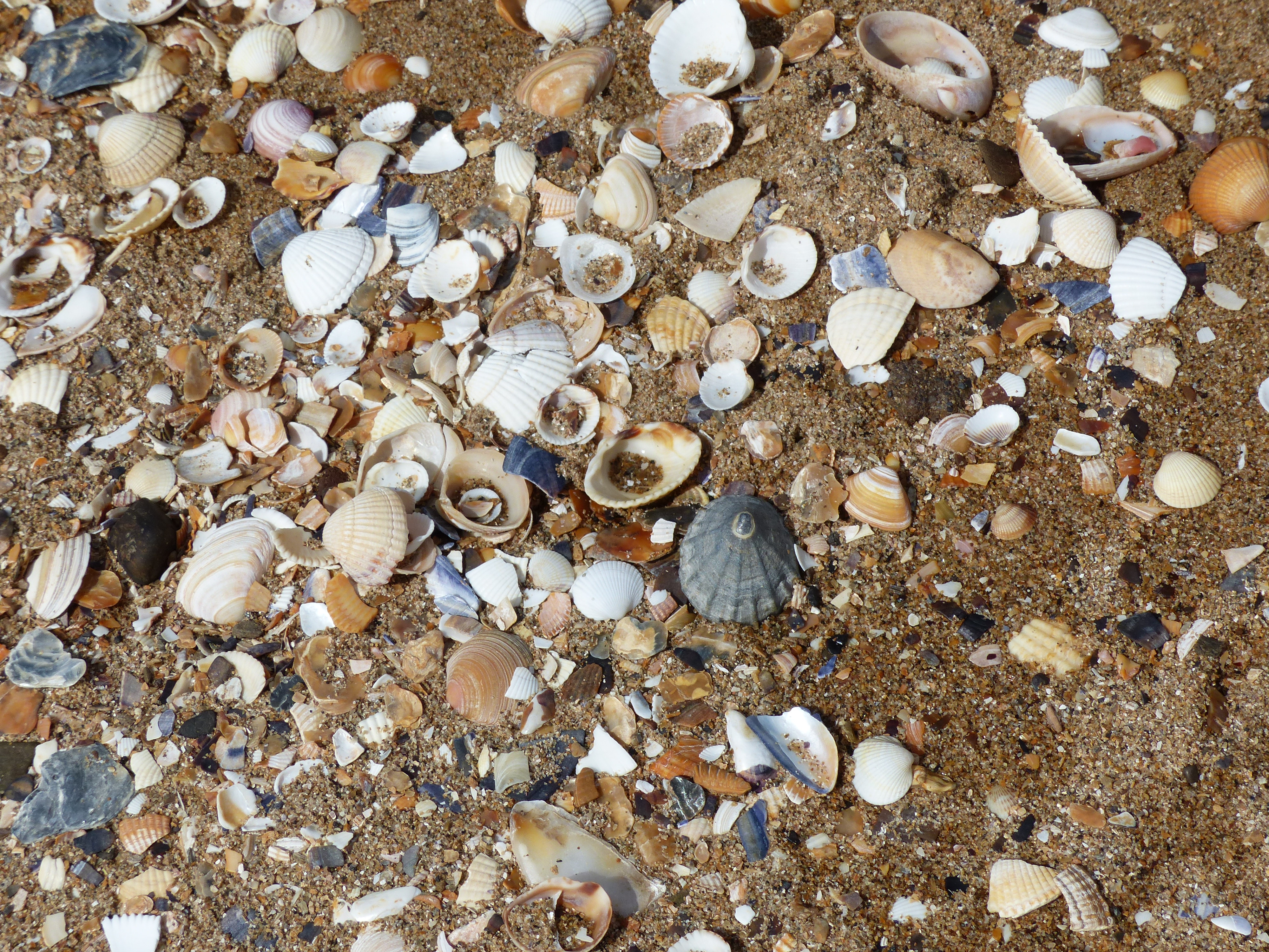 Seashells on the beach at Swansea Bay