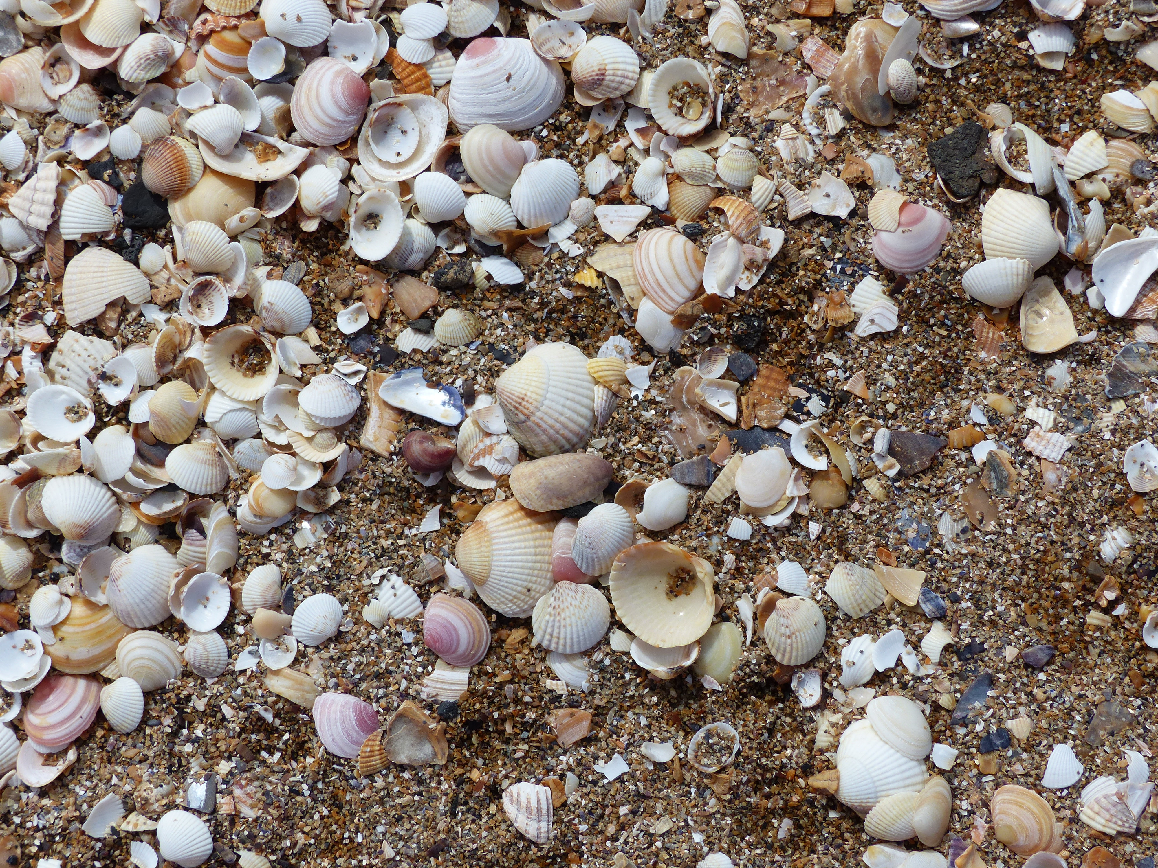 Seashells on the beach at Swansea Bay