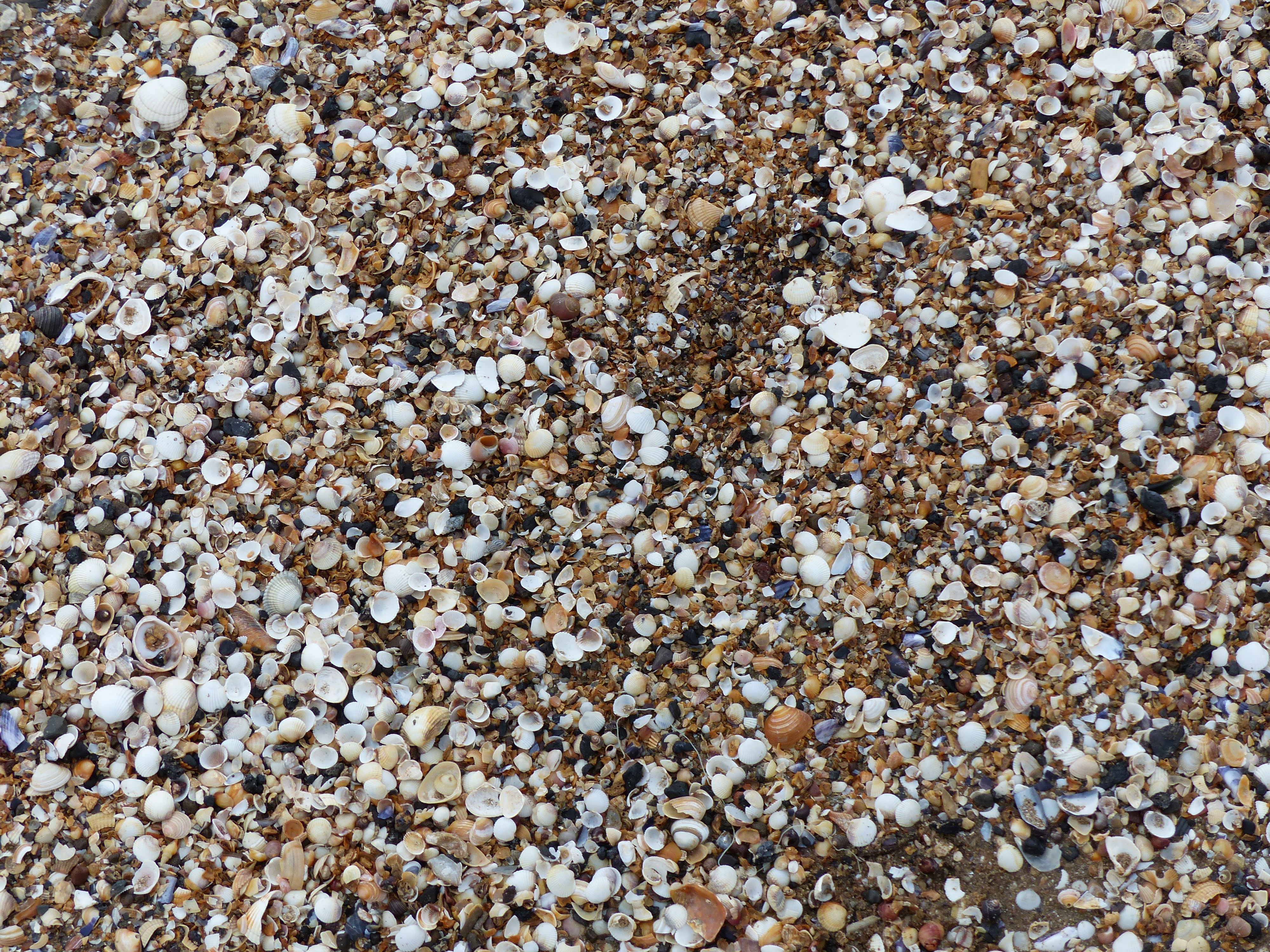 Seashells on the beach at Swansea Bay