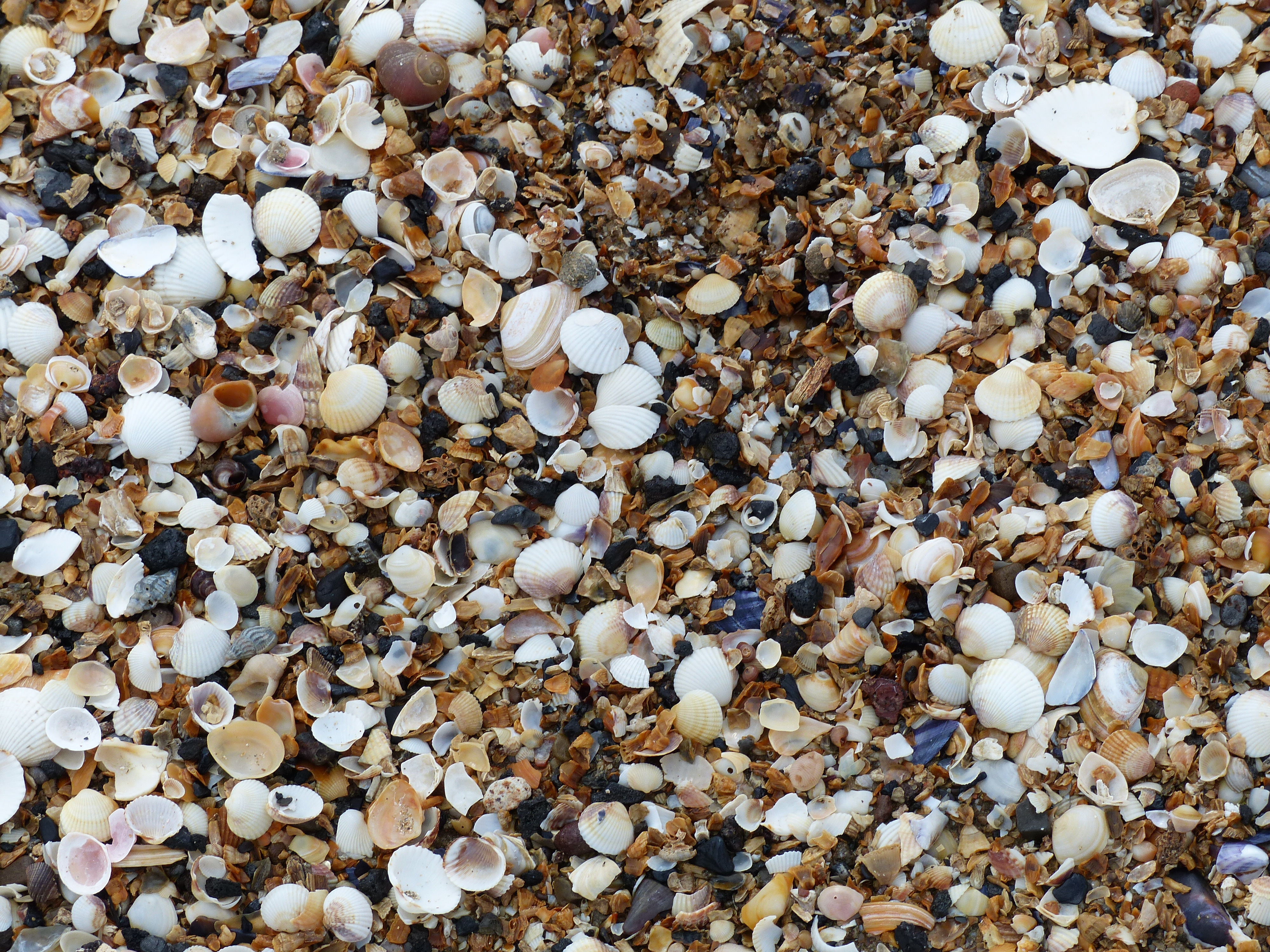 Seashells on the beach at Swansea Bay