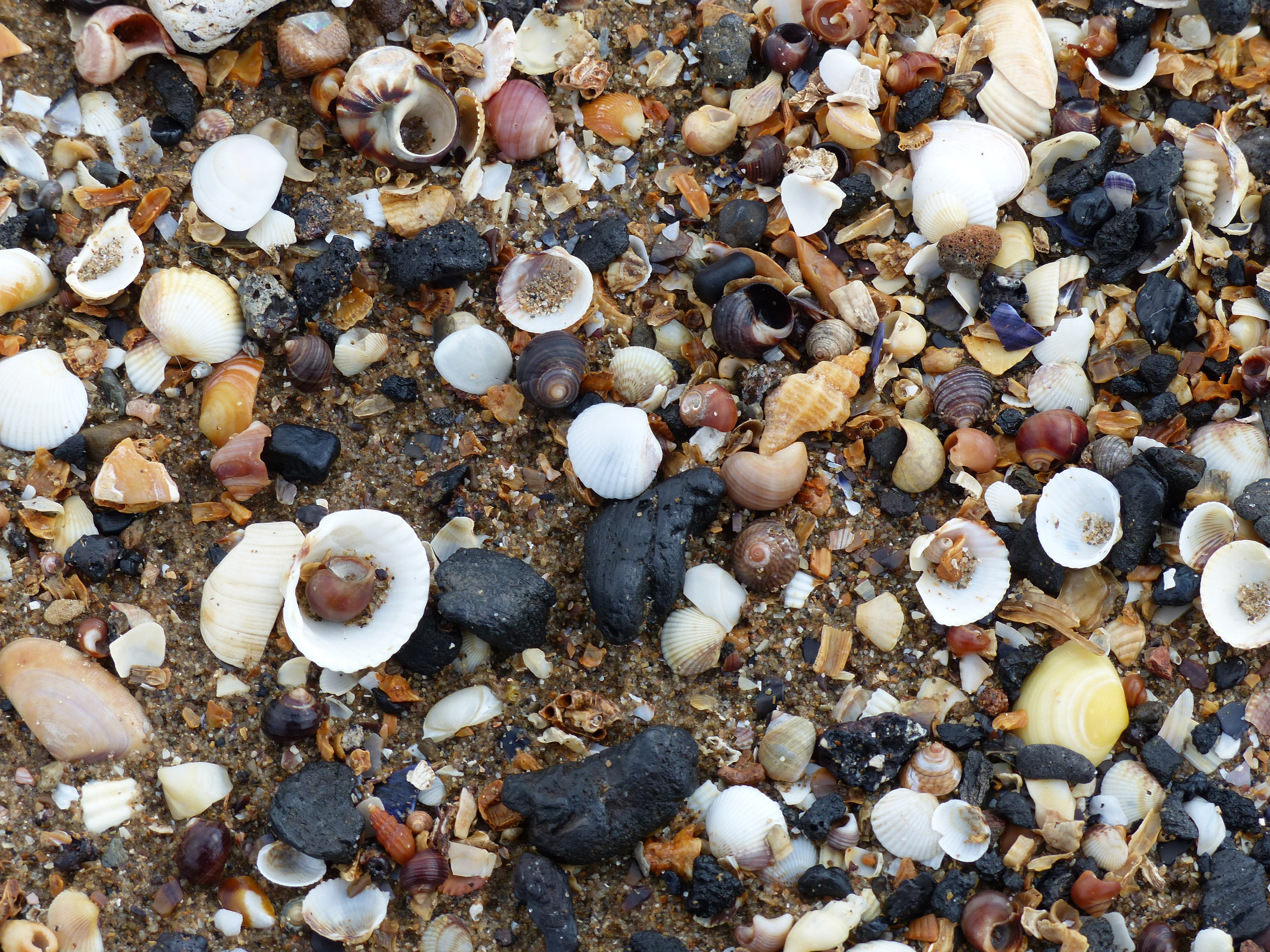 Seashells on the beach at Swansea Bay