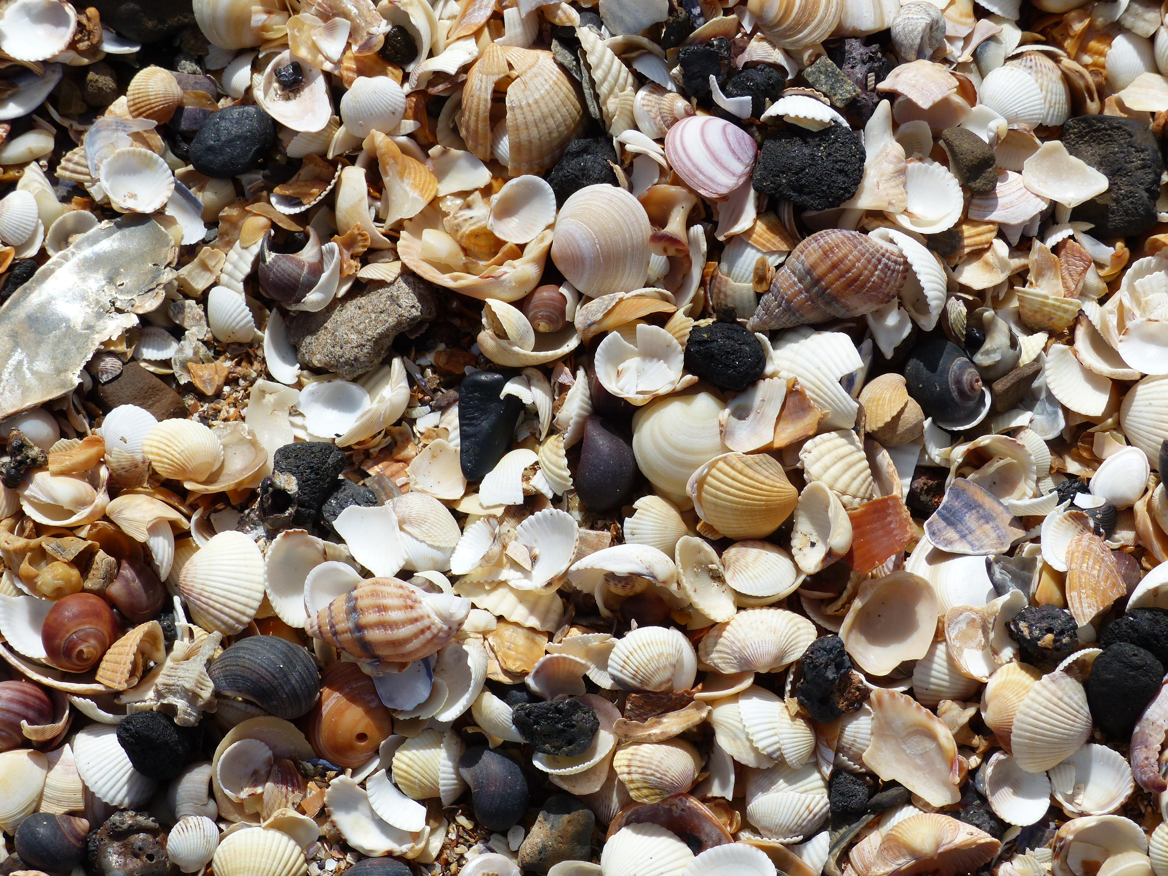 Seashells on the beach at Swansea Bay