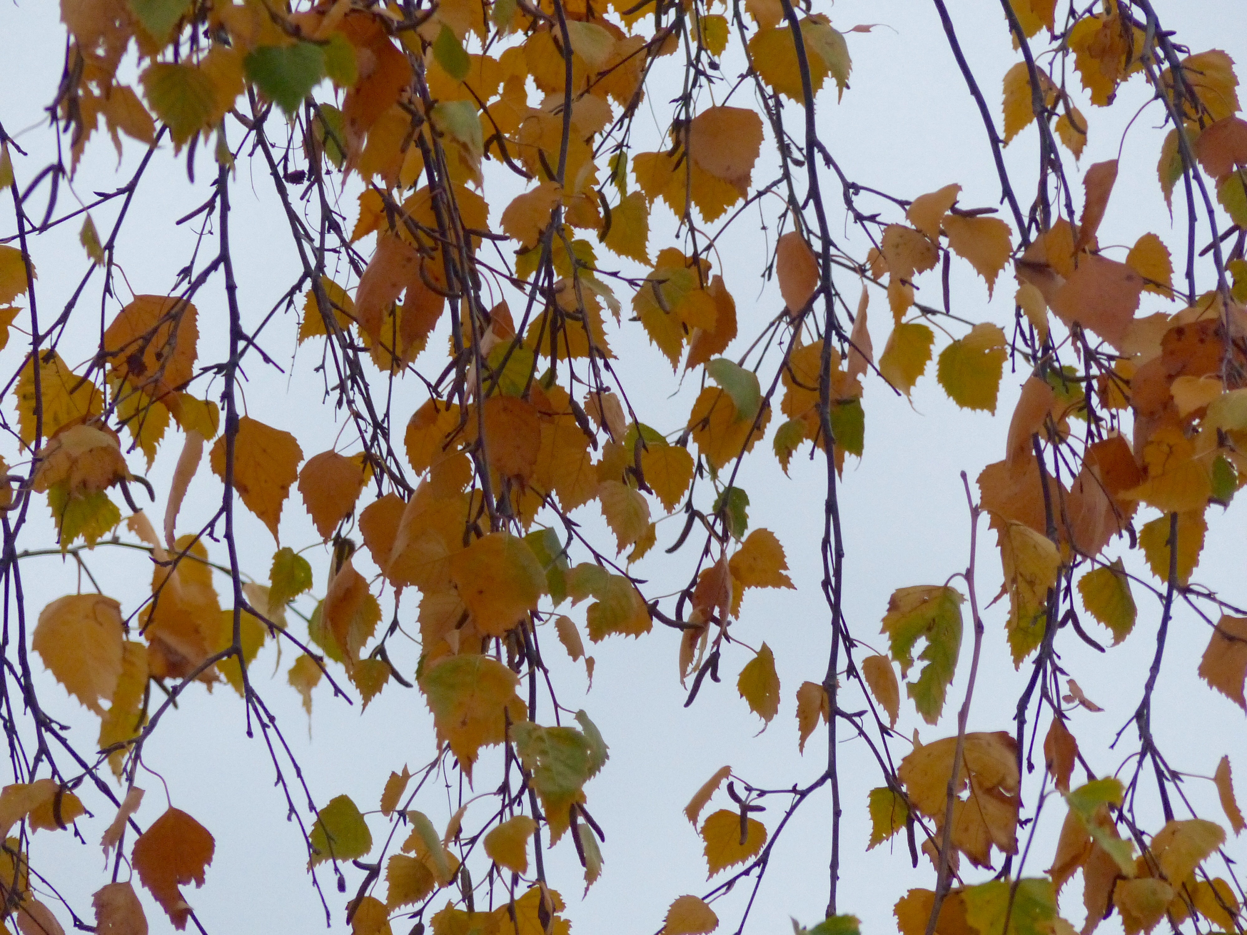 Silver birch leaves on the tree in late November