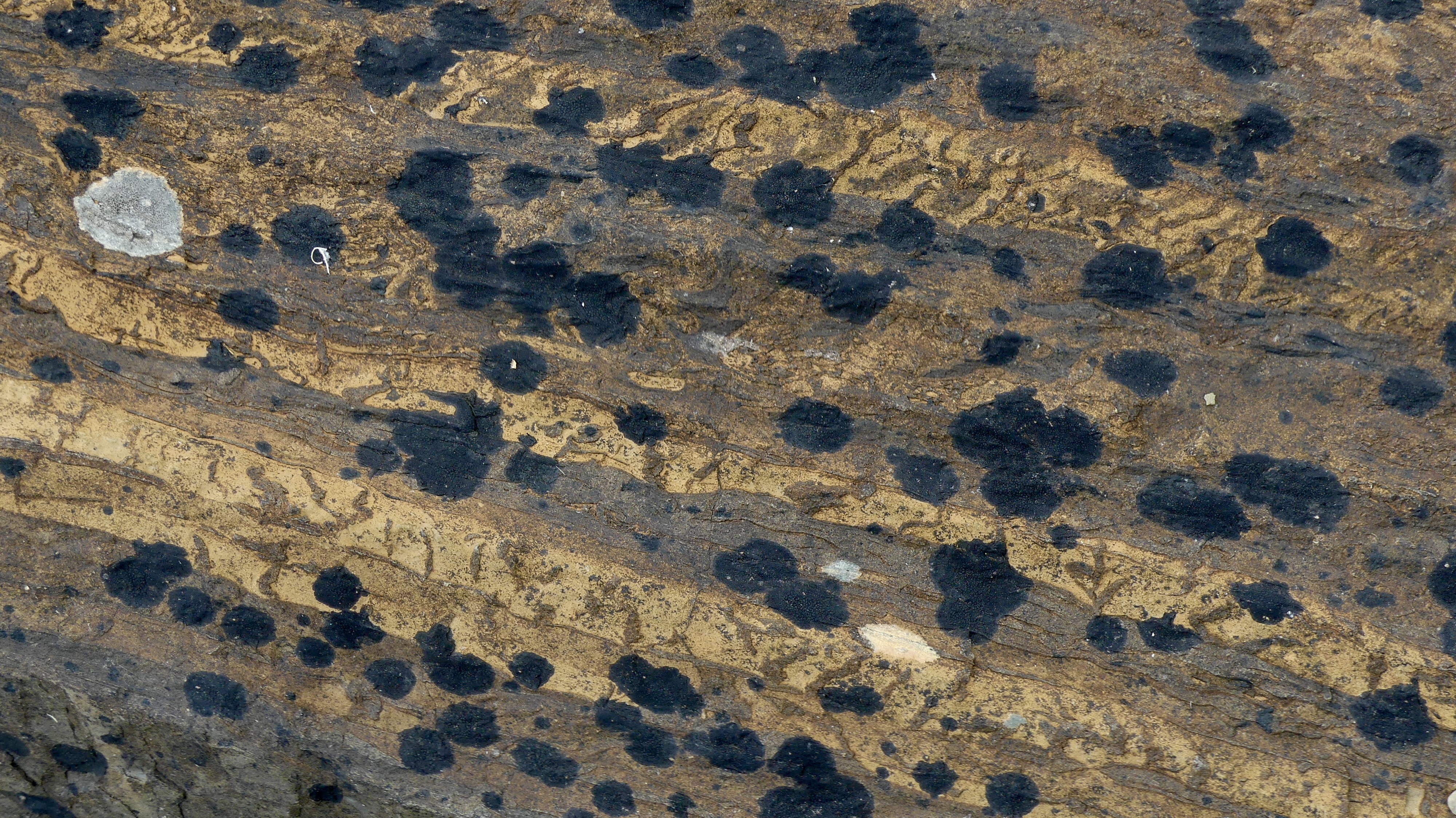 Close -up of rock pattern on the beach at Finstown