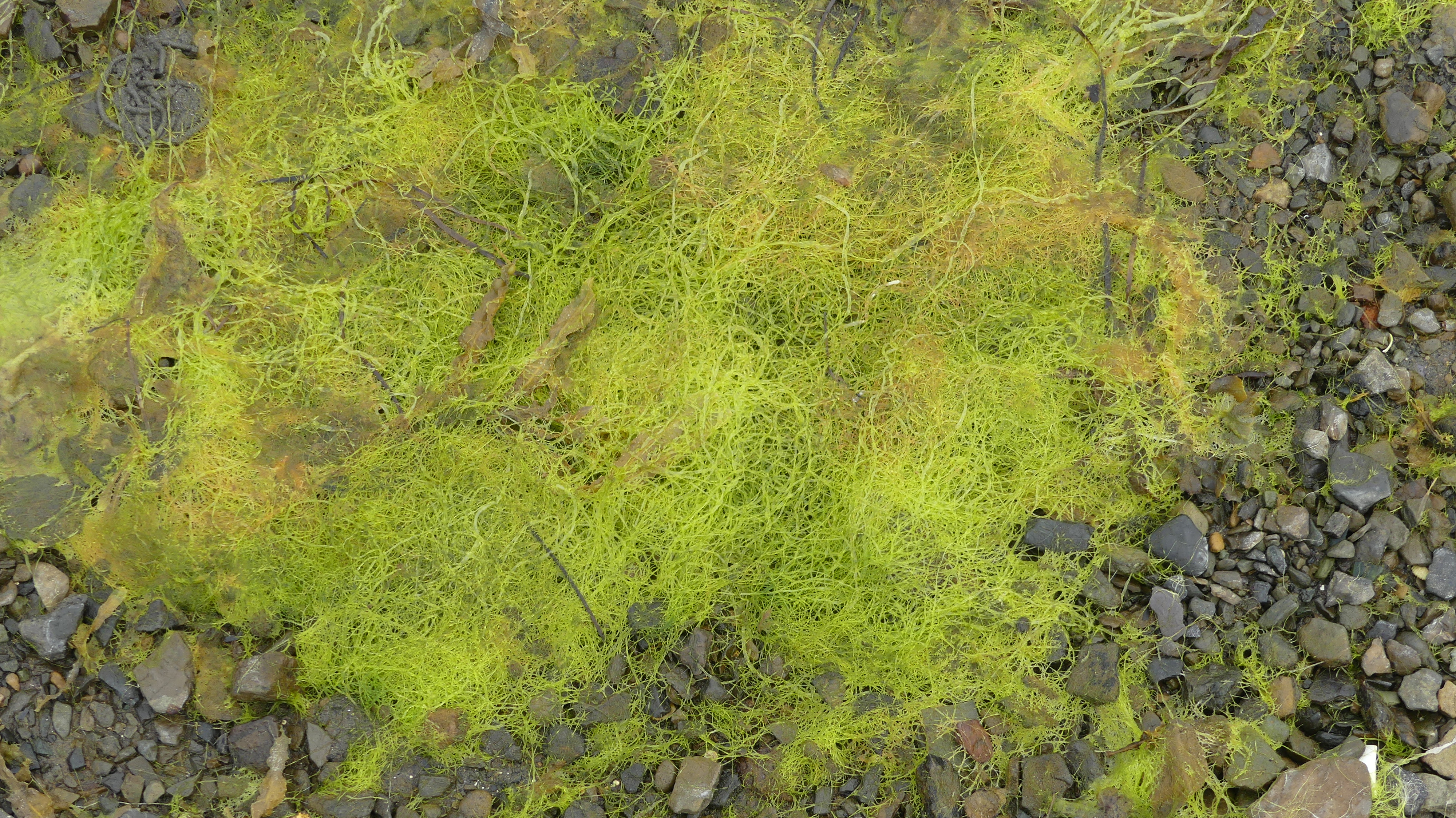 Bright green seaweed on a stony seashore