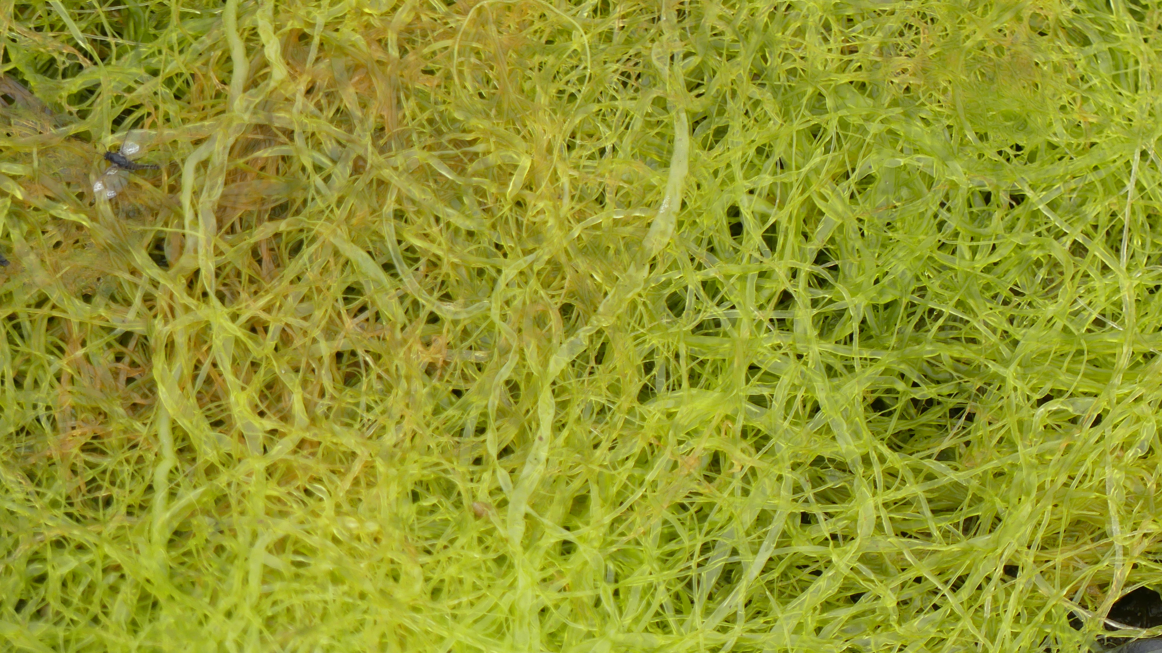 Close-up detail of bright green seaweed on a stoned beach