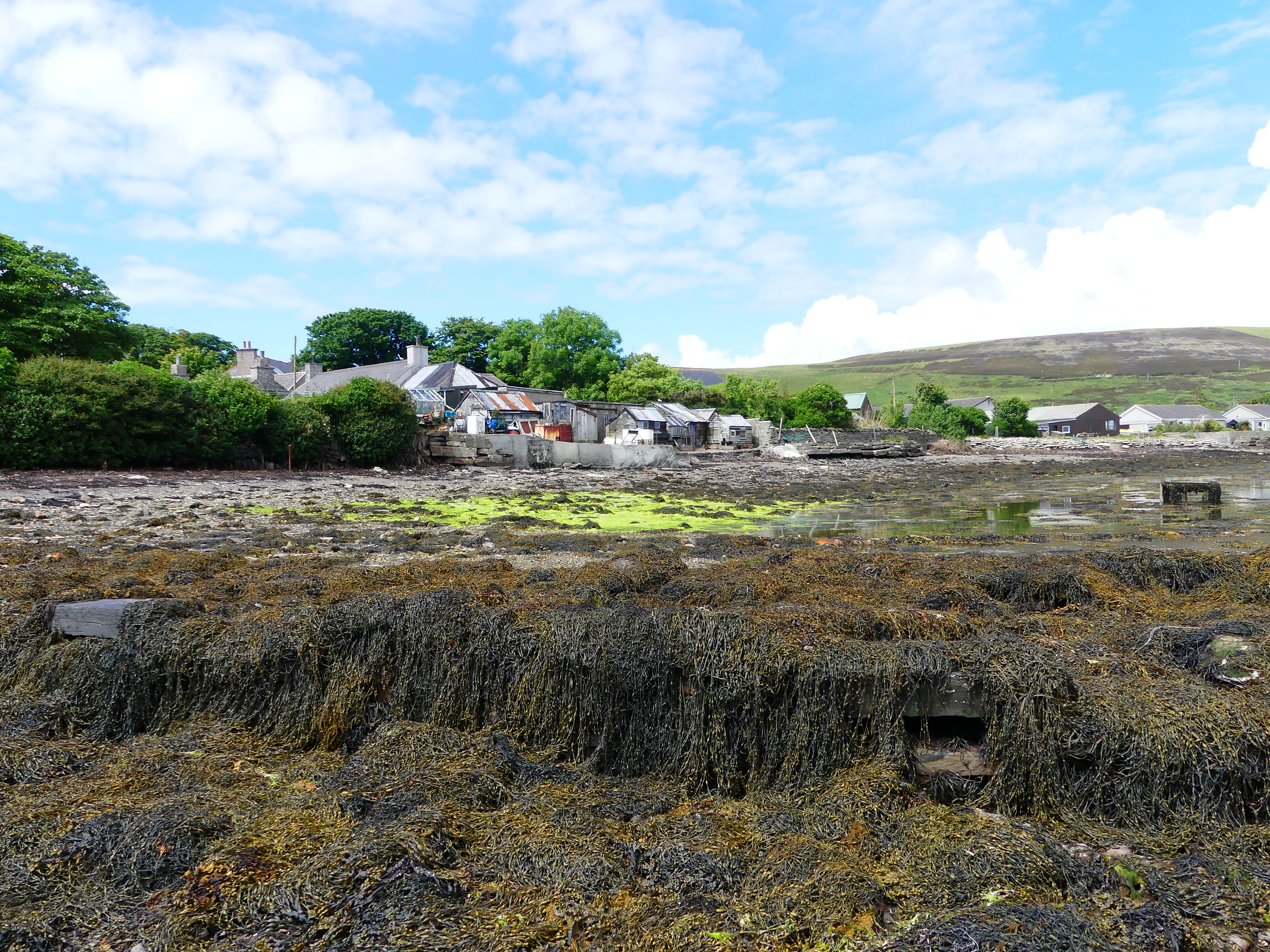 View looking west along the shore at Finstown showing chickens foraging on the beach
