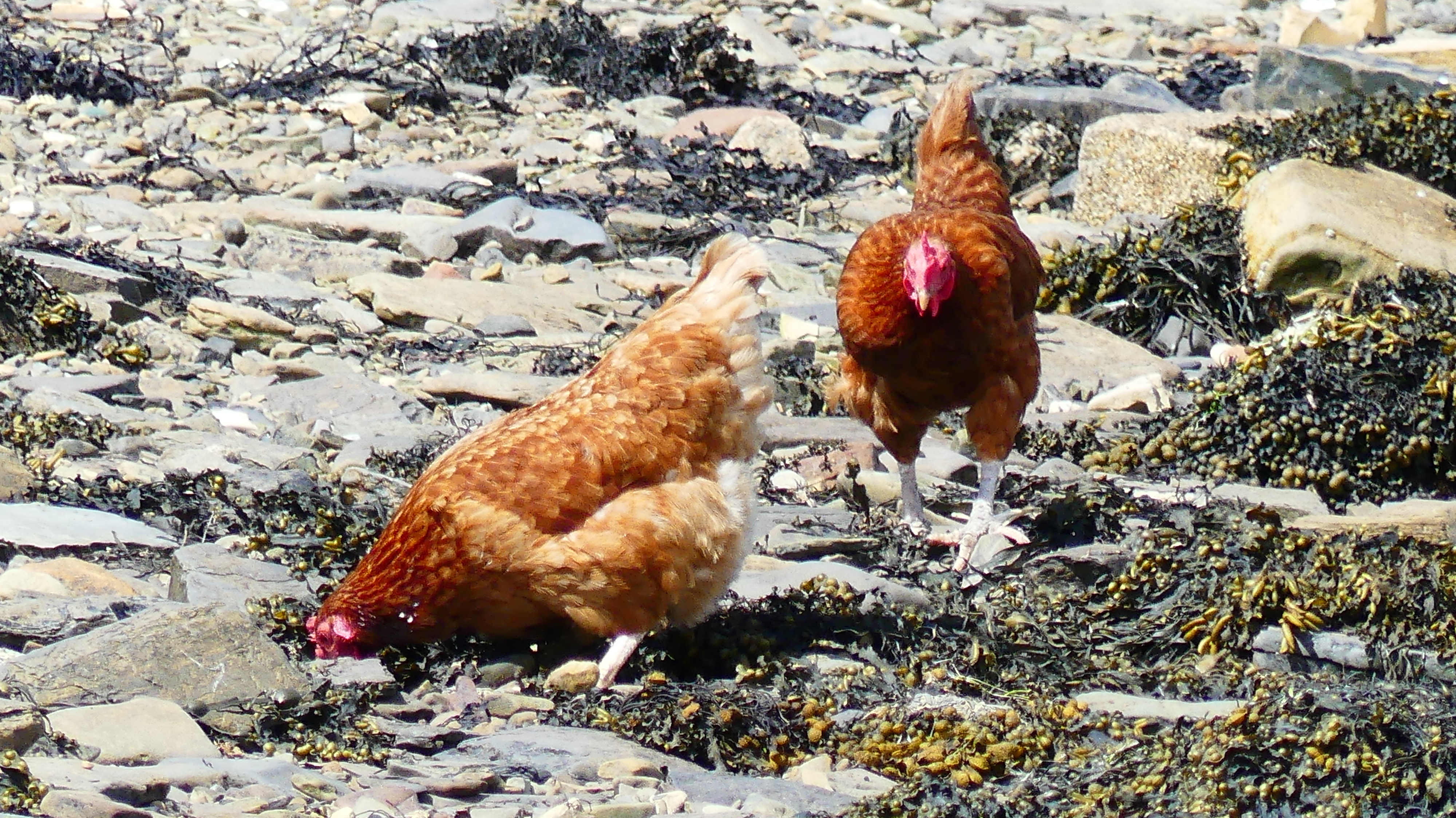 Domestic chickens on the beac