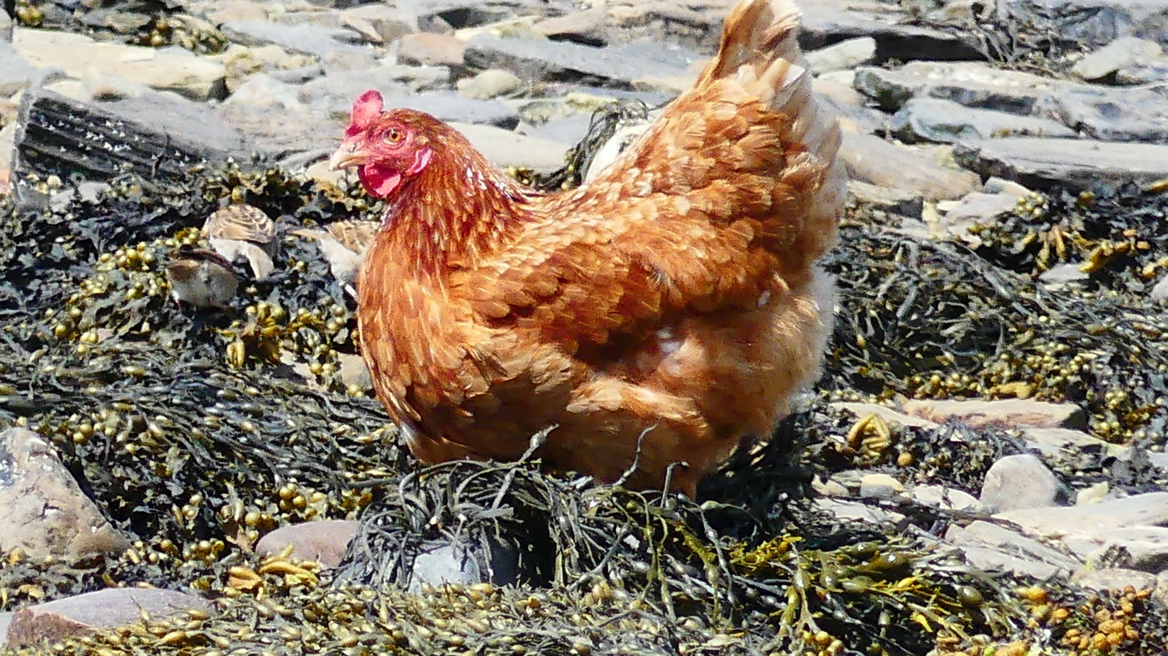 Chicken looking for food on the island of the seashore iOrkney