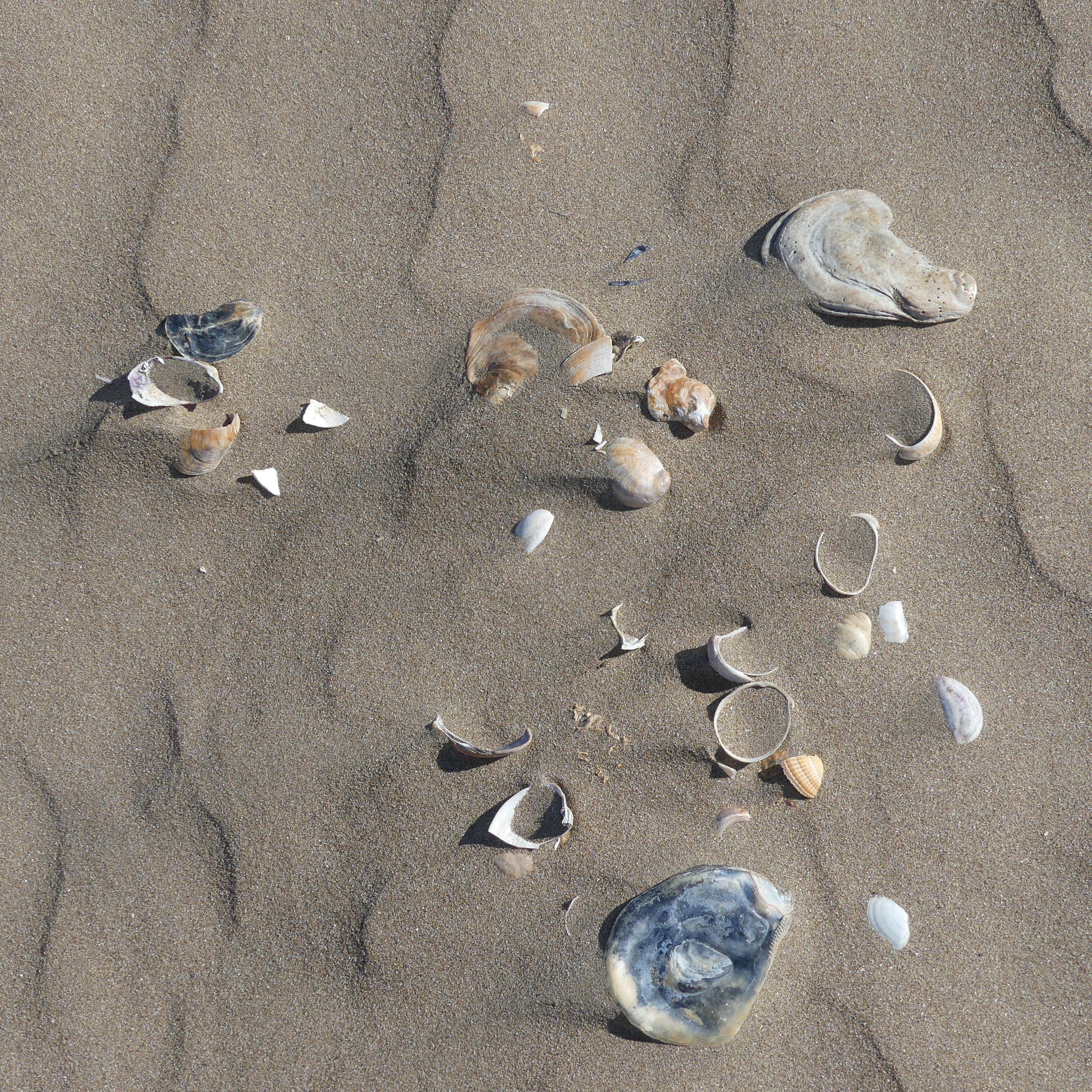 Seashells on dry beach sand