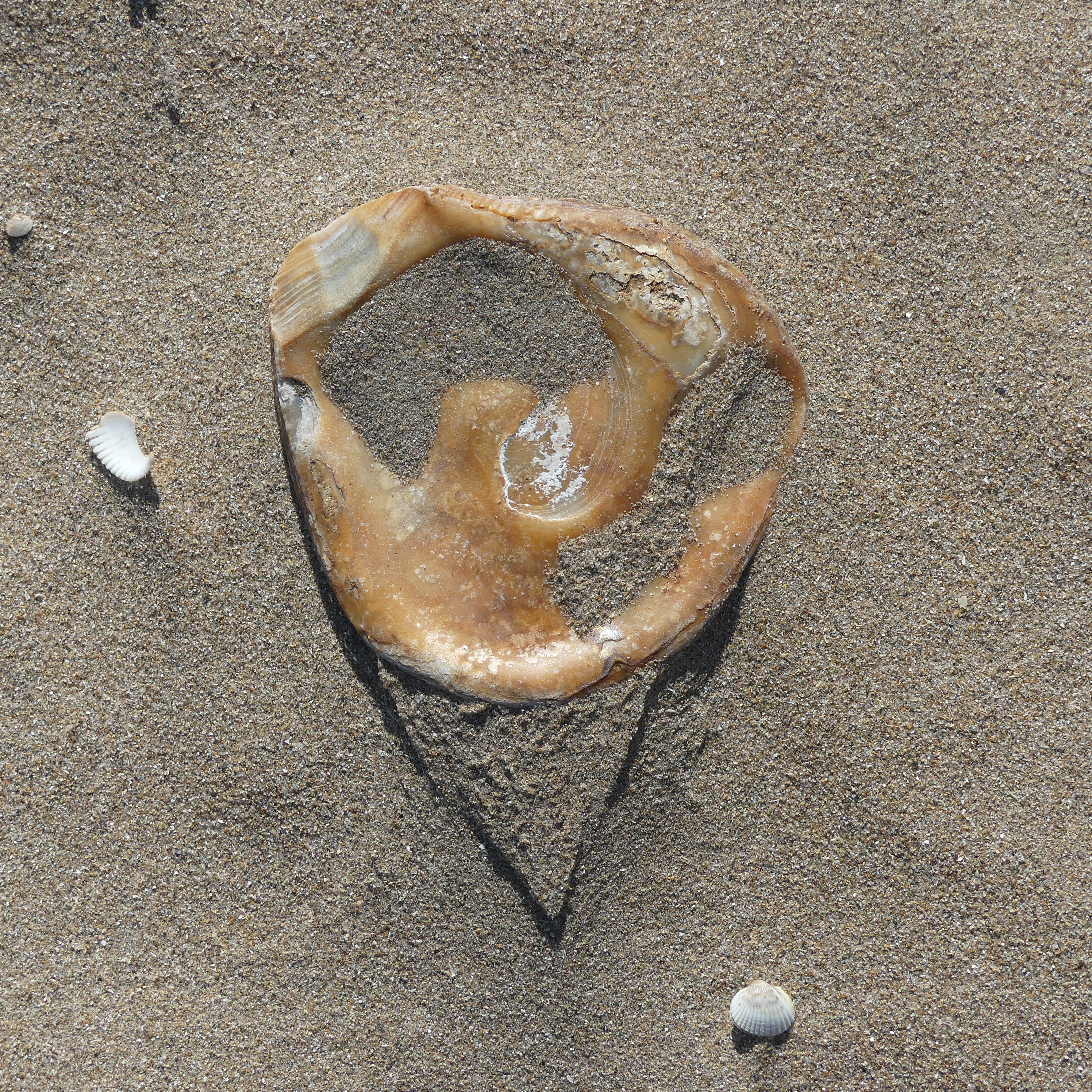 Oyster shell on dry beach sand