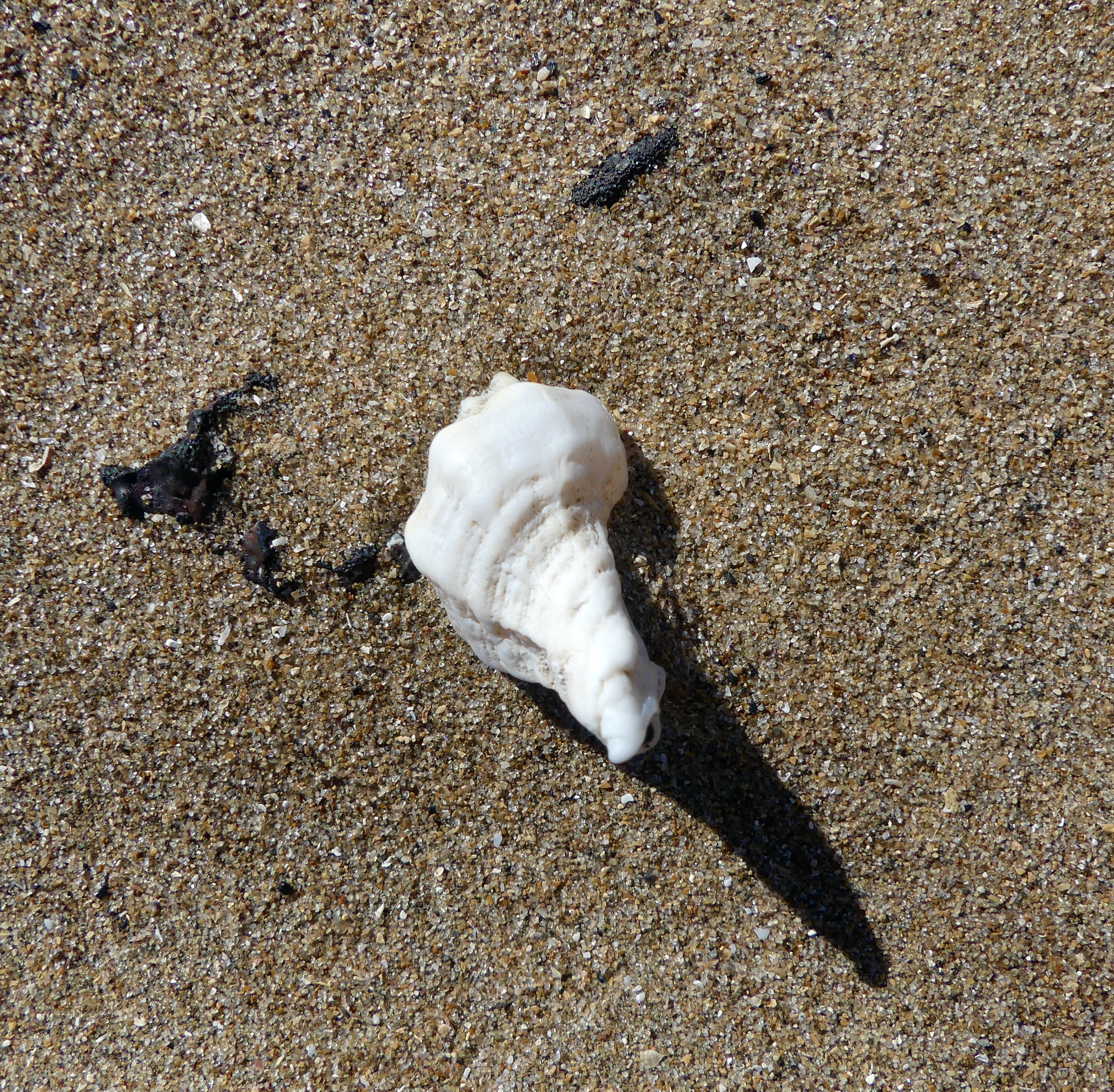 Sting winkle shell on dry beach sand