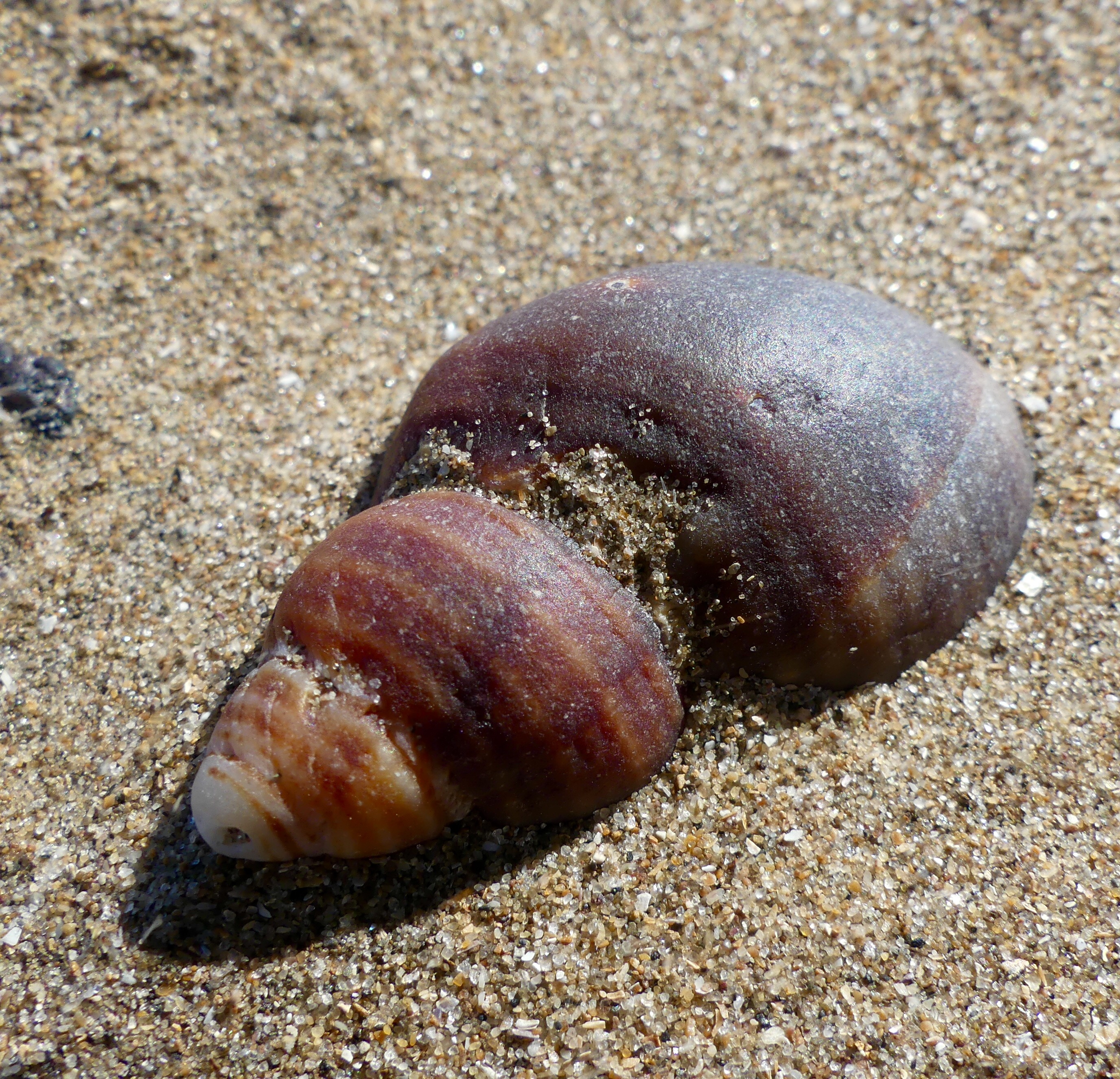 Dog whelk shell on beach sand