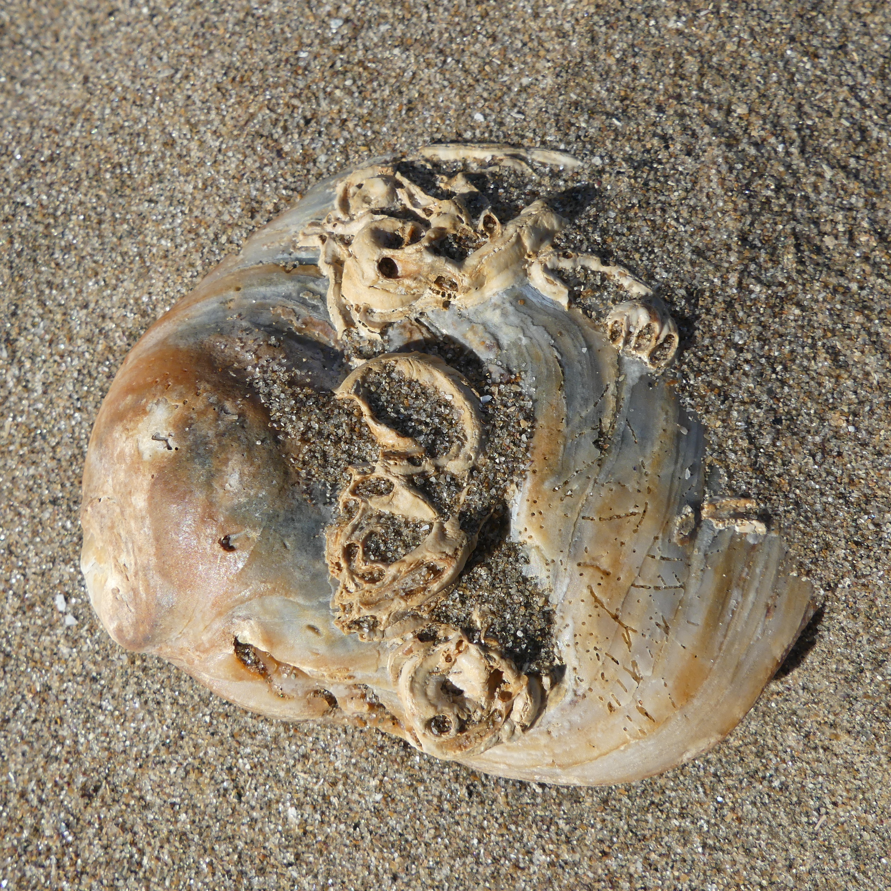 Oyster shell with natural encrusting worm tubes