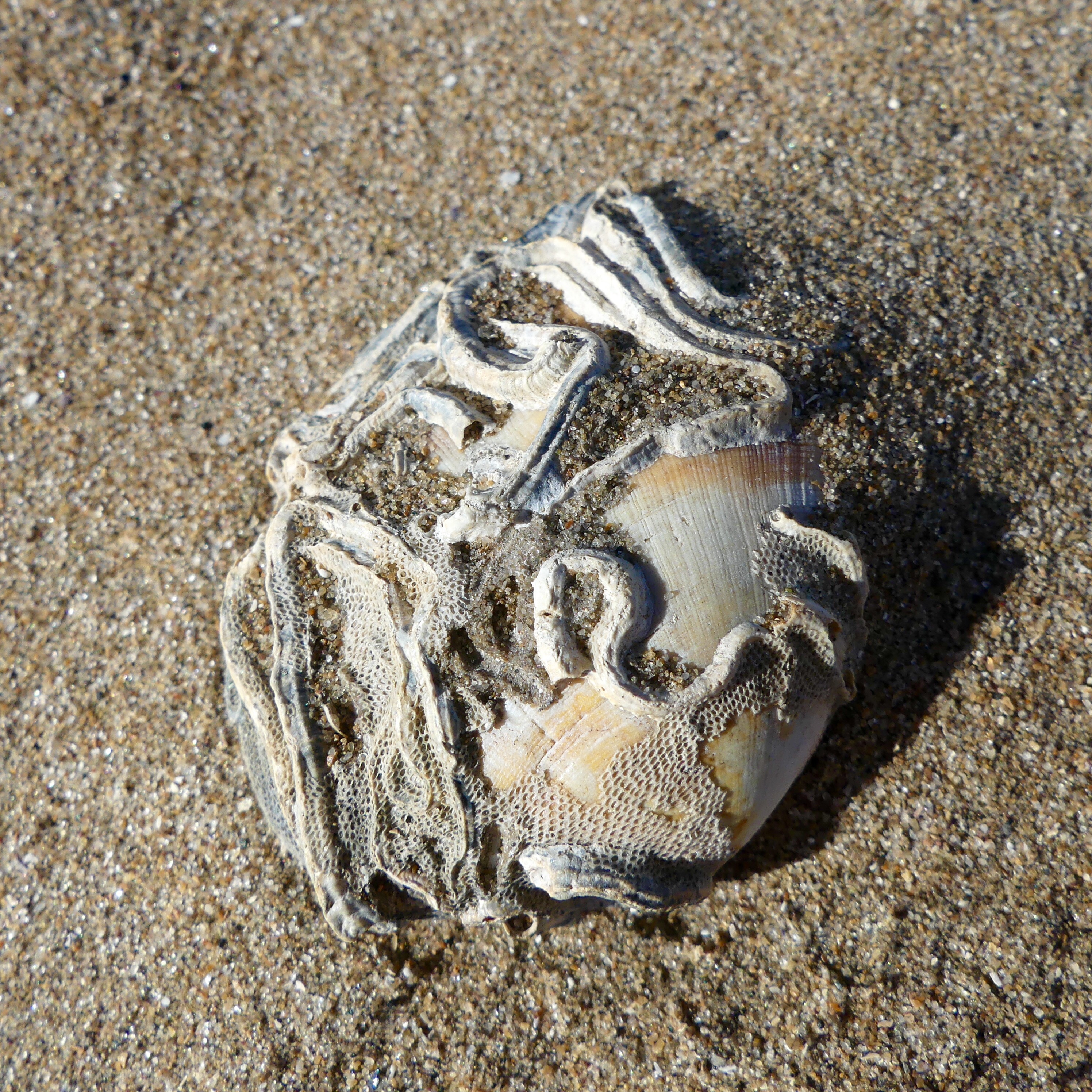 Seashell with natural encrustations on a sandy beach