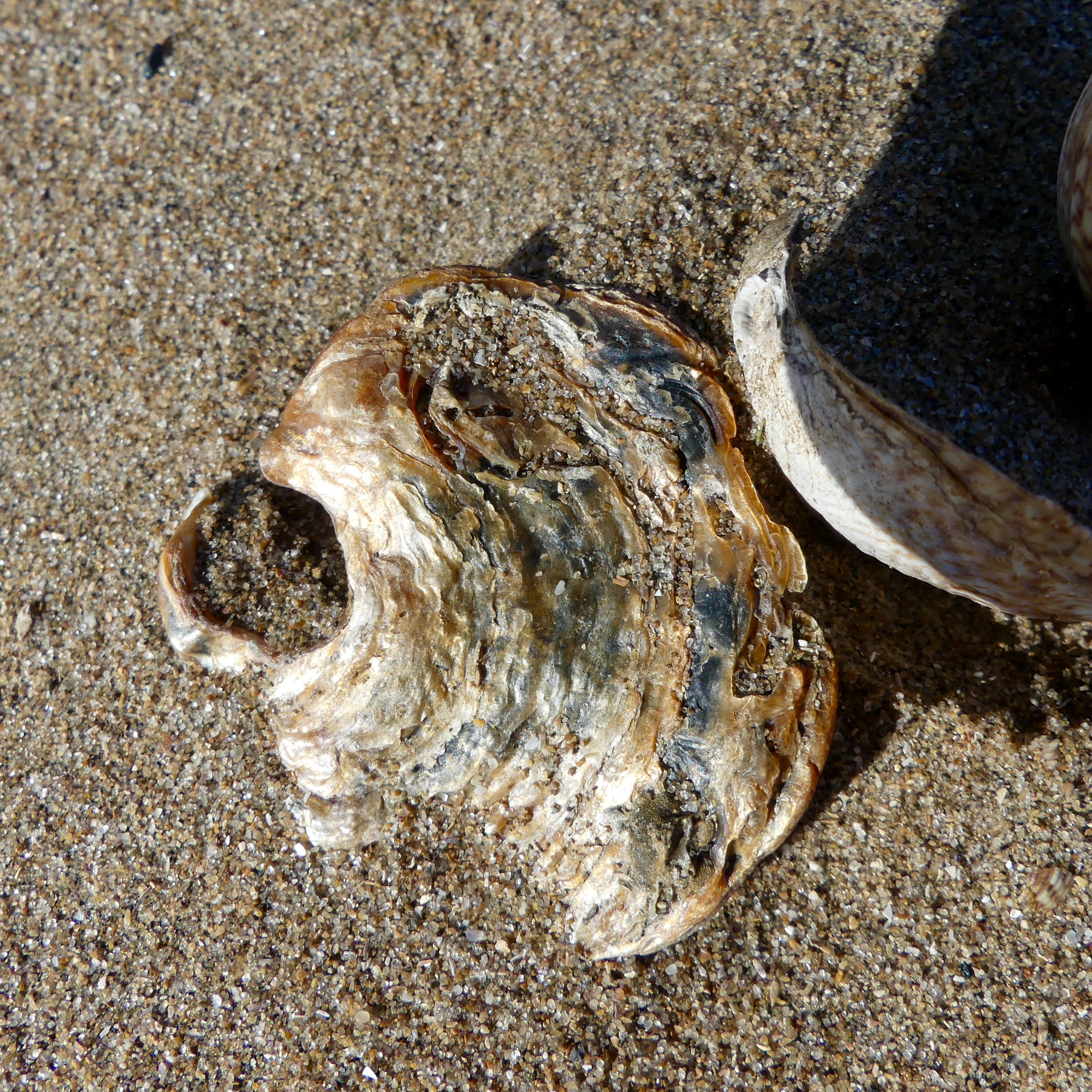 Saddle oyster shell on the strandline