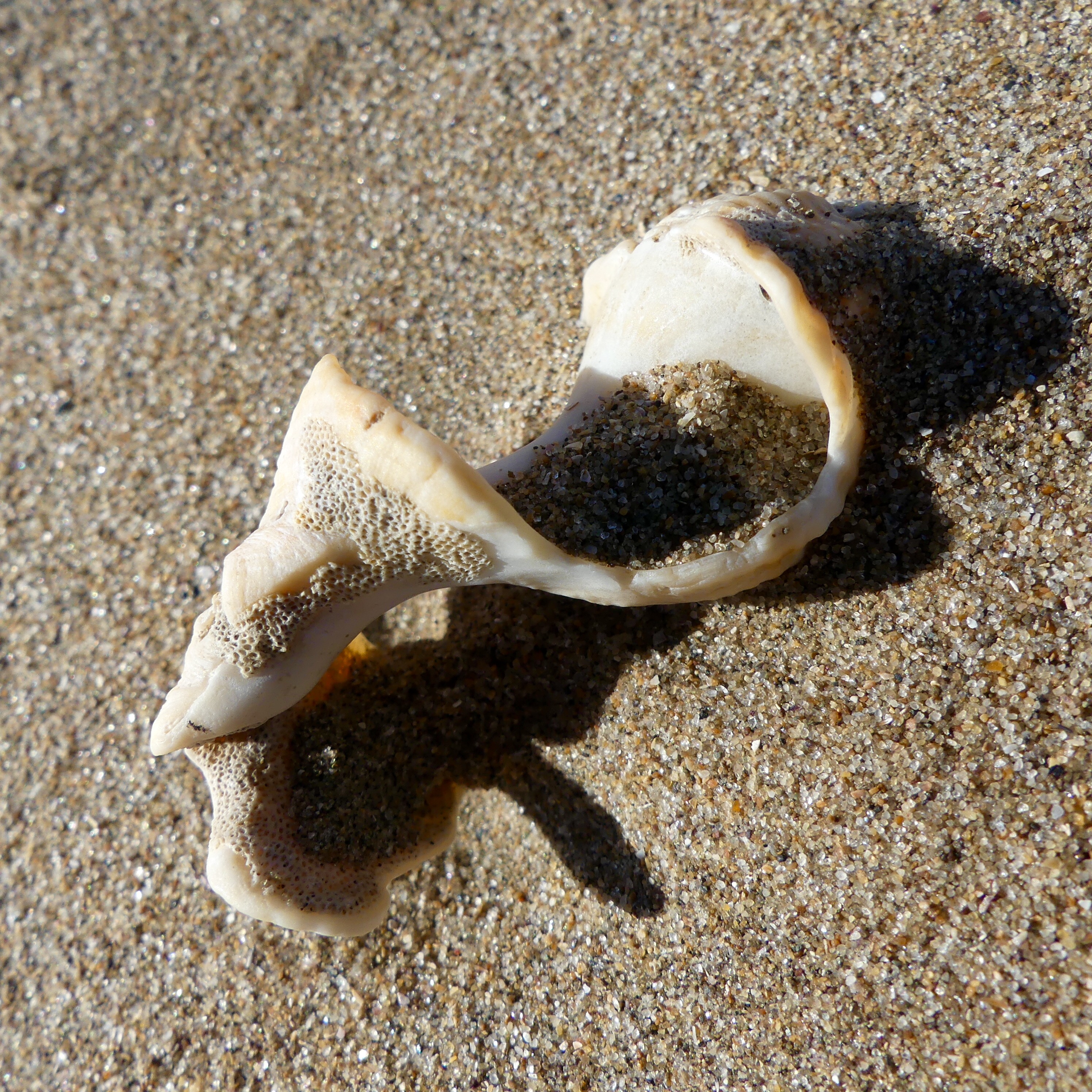 Broken whelk shell on the strandline