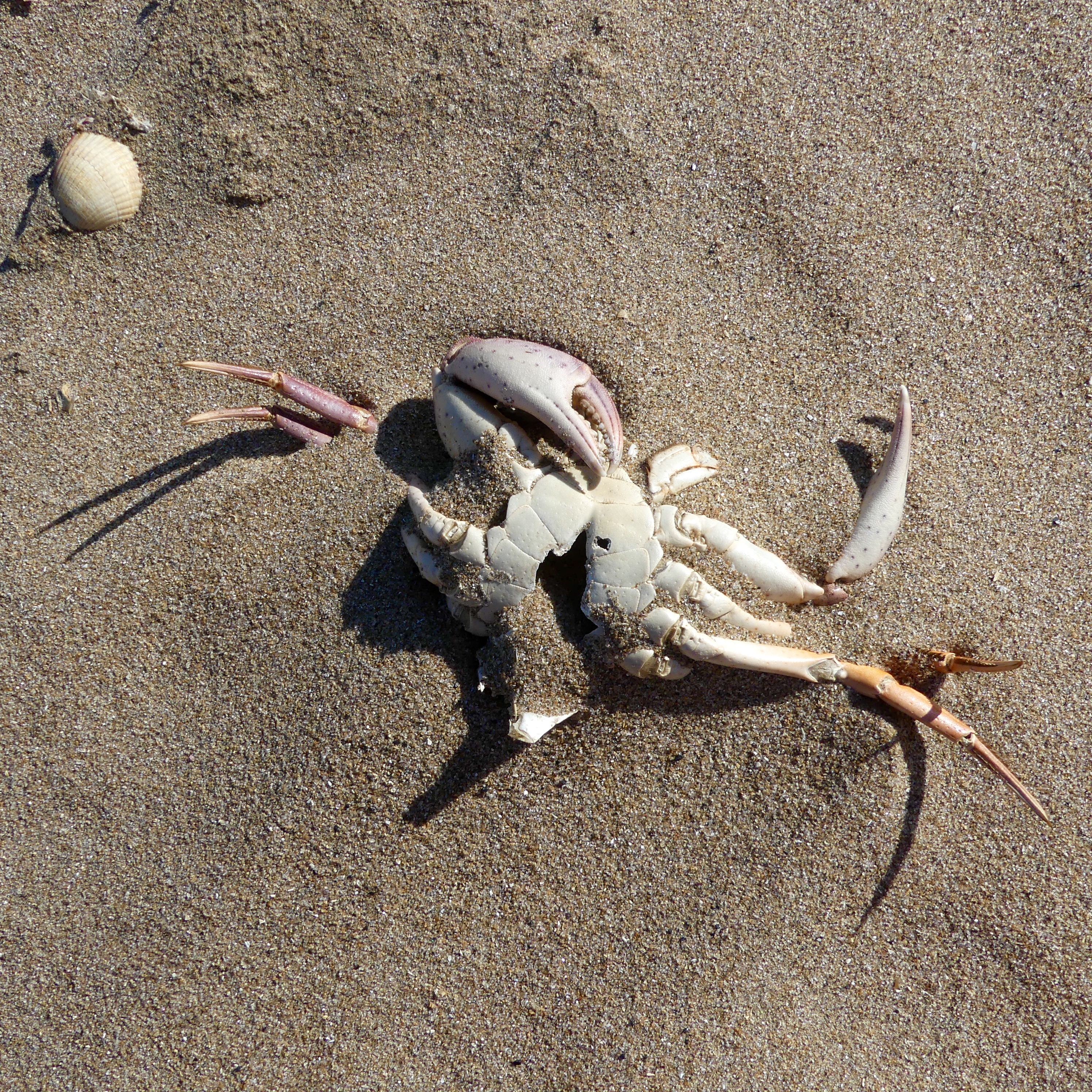 Dead crab on the beach