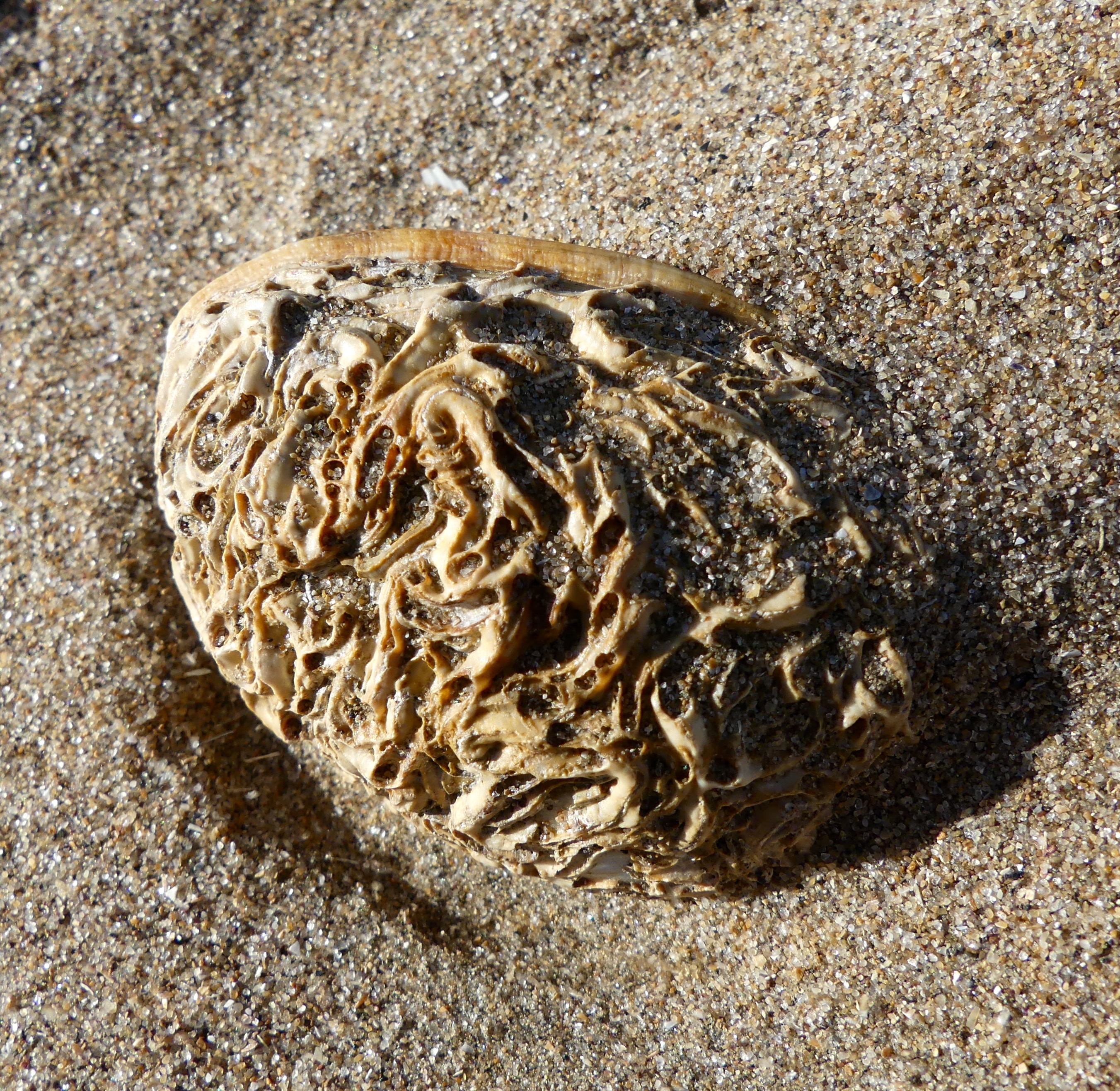 Marine worm tube encrustations on an empty seashell at the beach