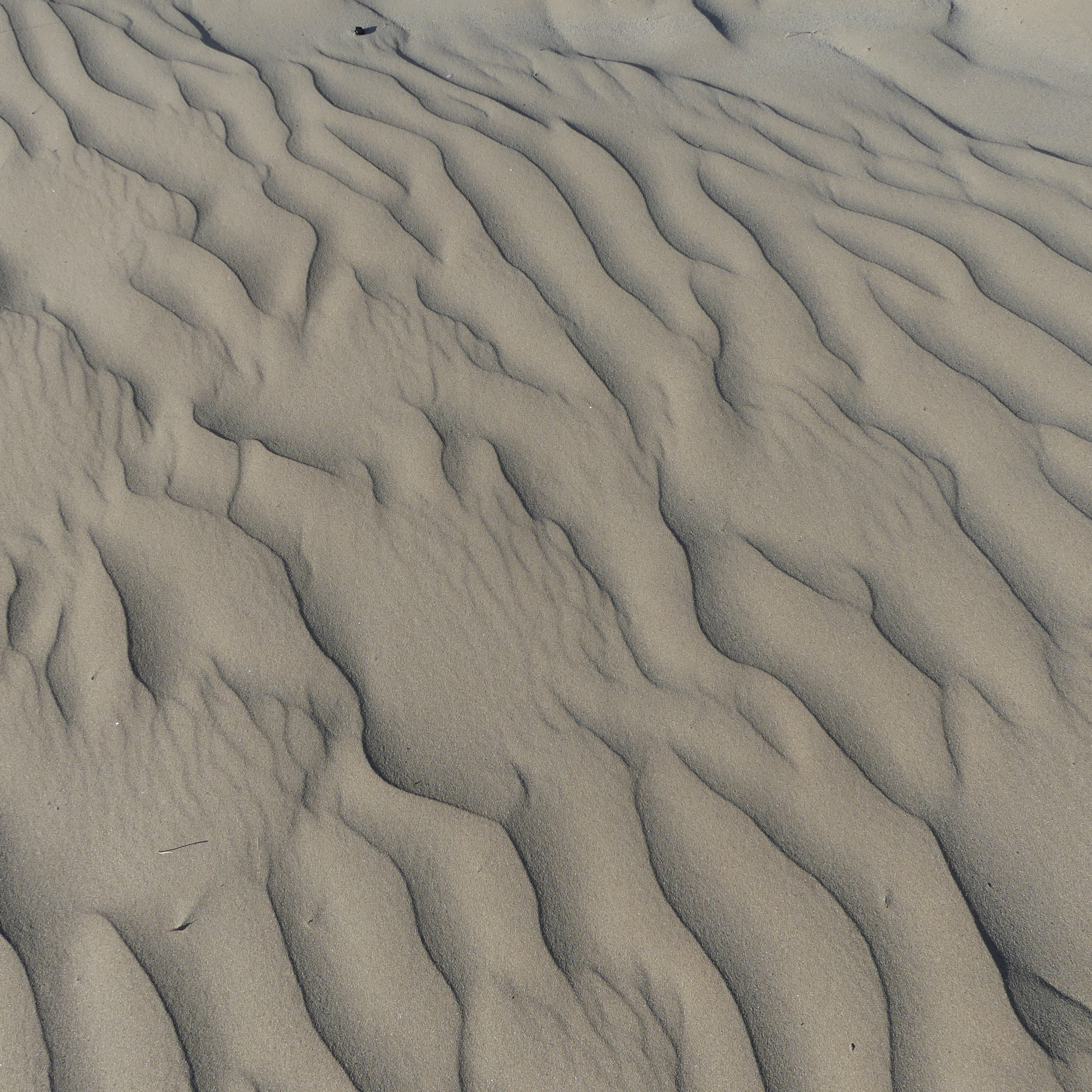 Ripple pattern made by the wind in dry sand