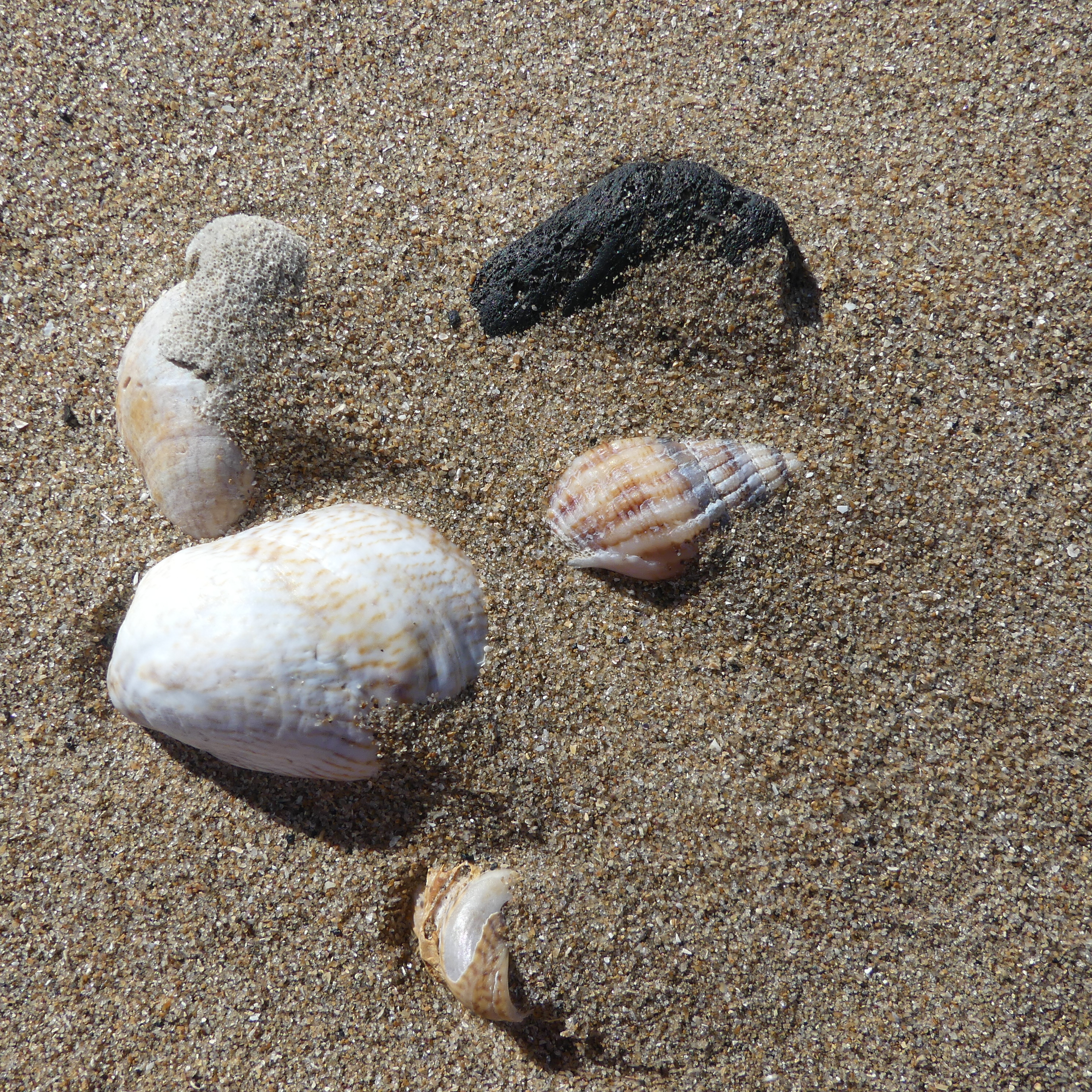 Sea shells in dry beach sand