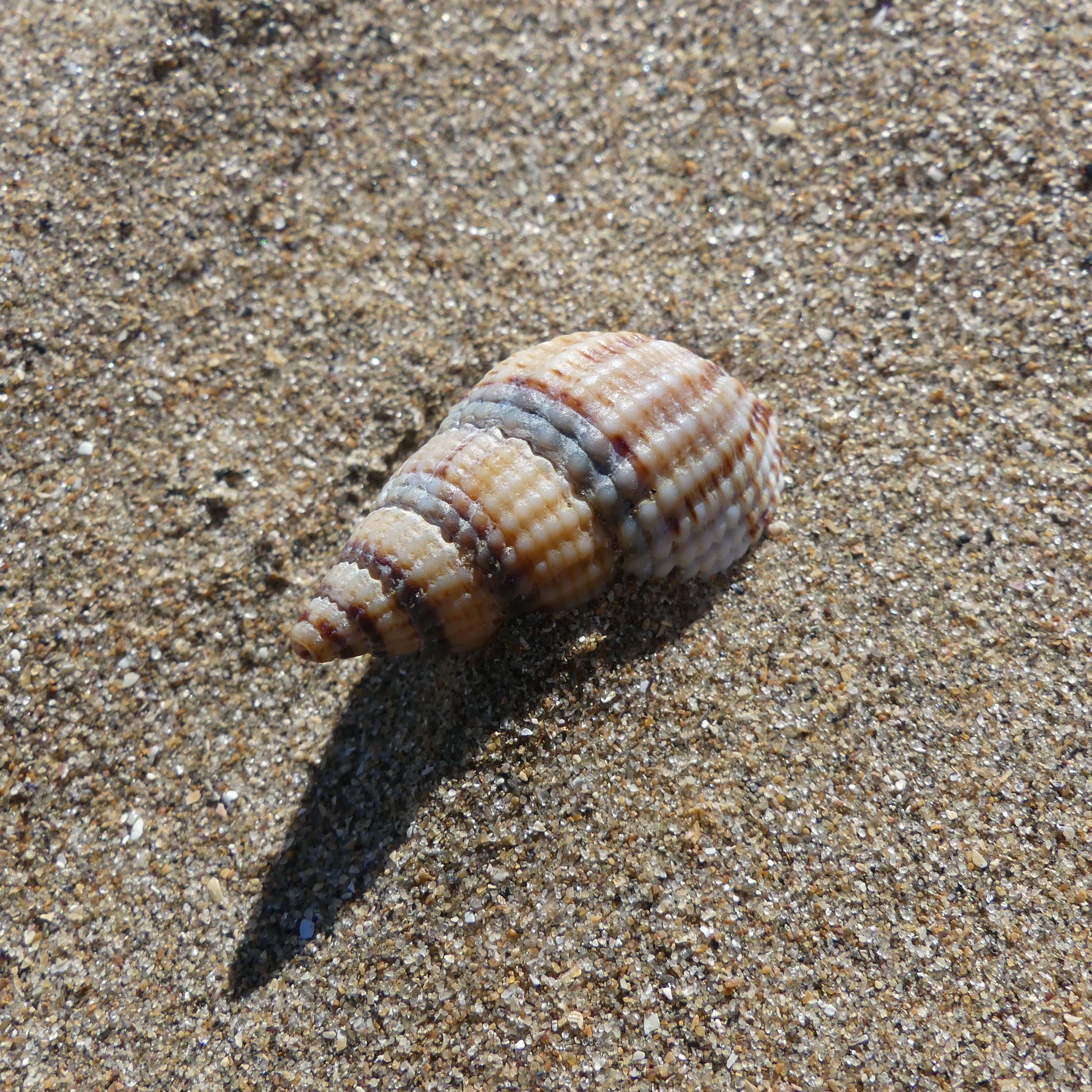 Netted whelk she'll on dry sand