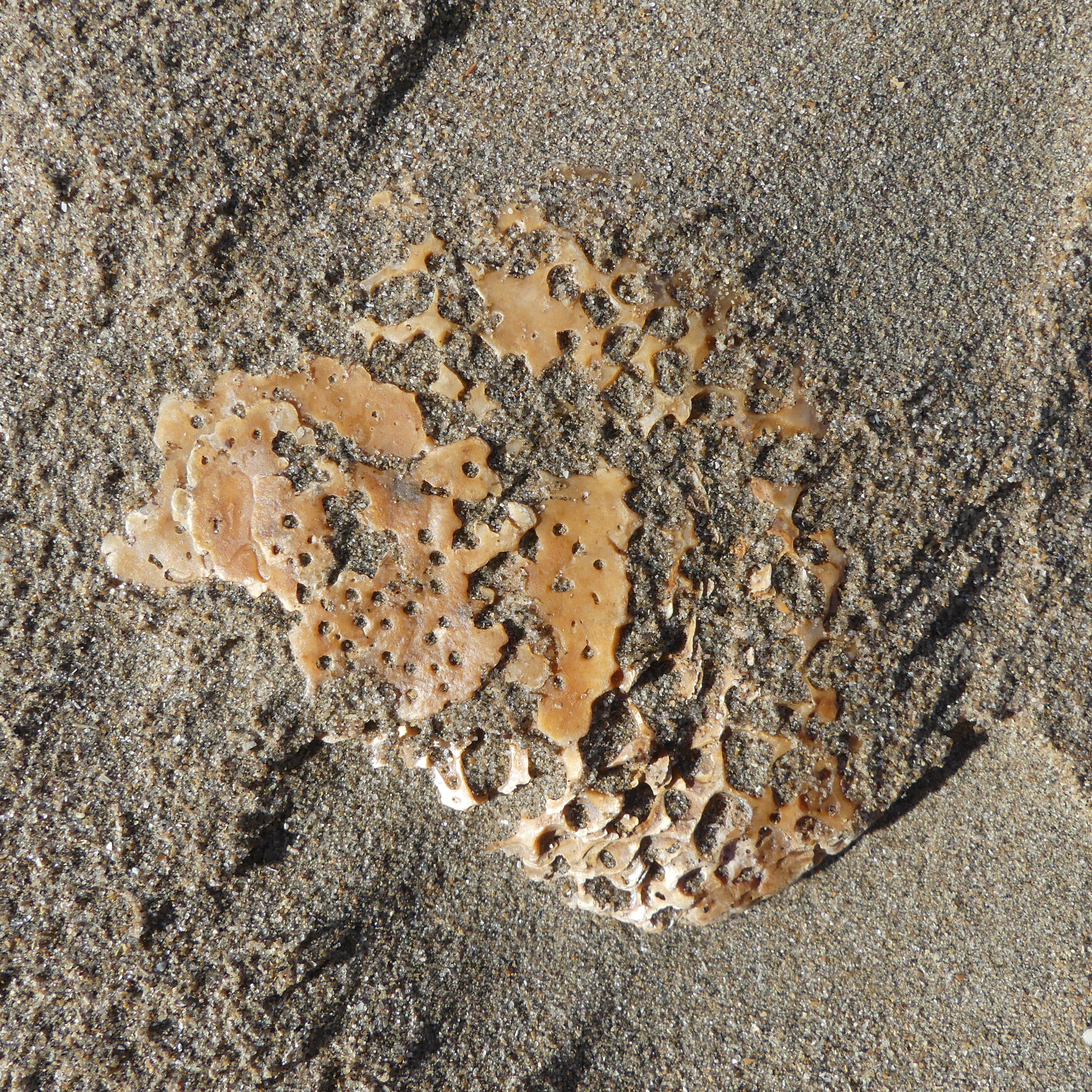 Oyster shell with sponge borings