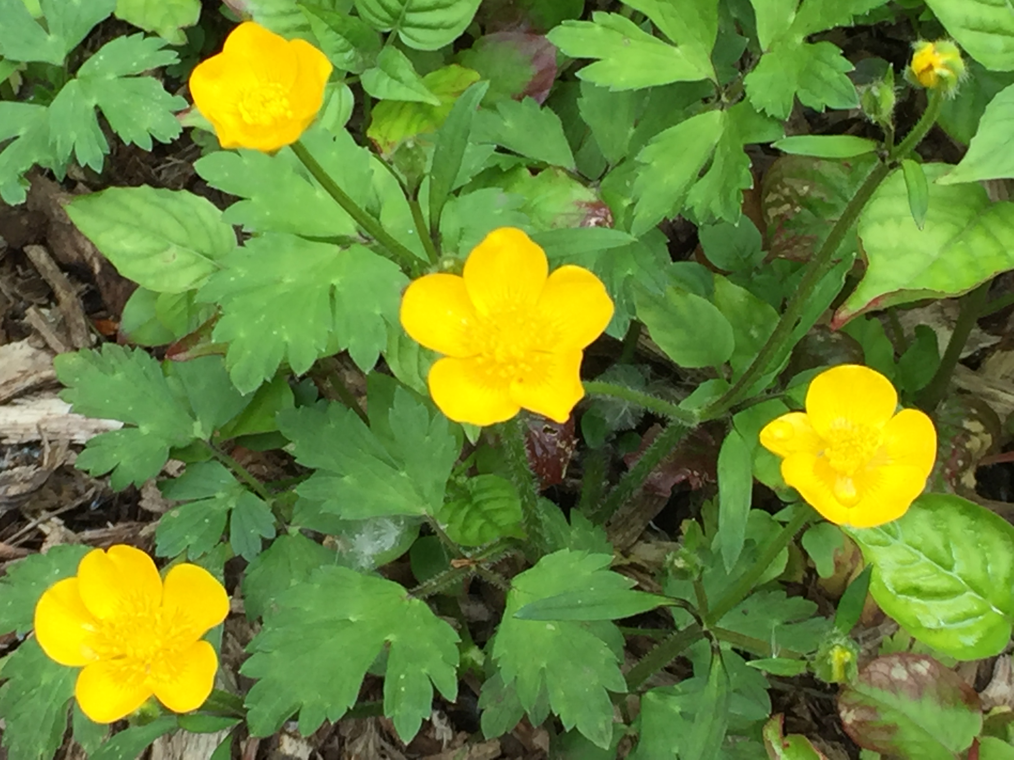 Some are easy to grow, while others require tender loving care. 10 Buttercup Facts You Probably Didn T Know Nature Grow And Learn