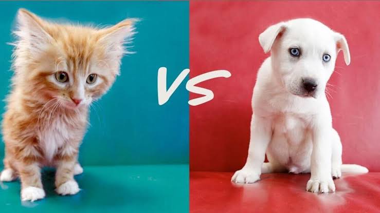 The eternal rivalry: dogs vs. cats