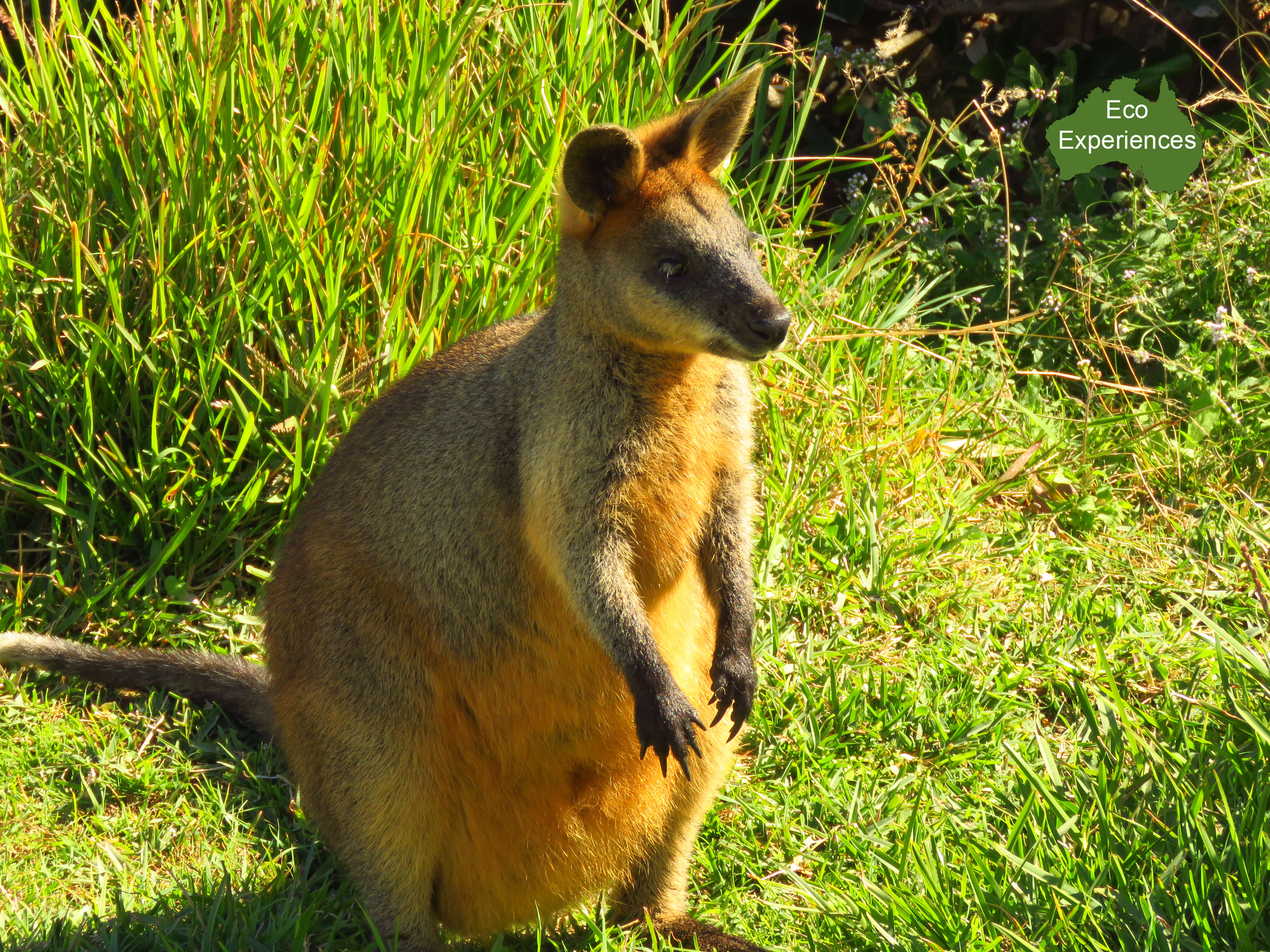Swamp Wallaby (Wallabia bicolor)