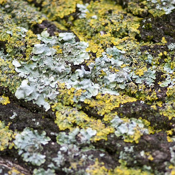 Random patterns_lichen