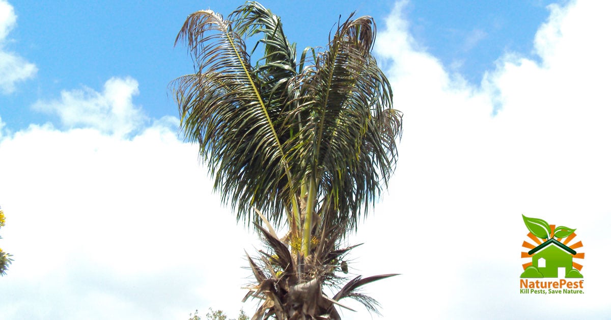 Bottle Palm Tree Care Instructions