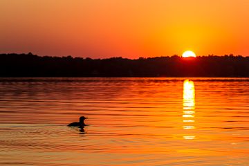 Bird swimming in lake at sunset.