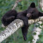 Young black bear resting on tree branch.