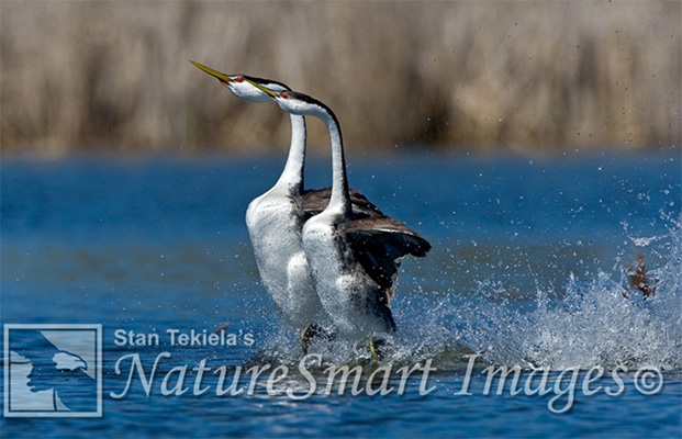 tours_grebe_01