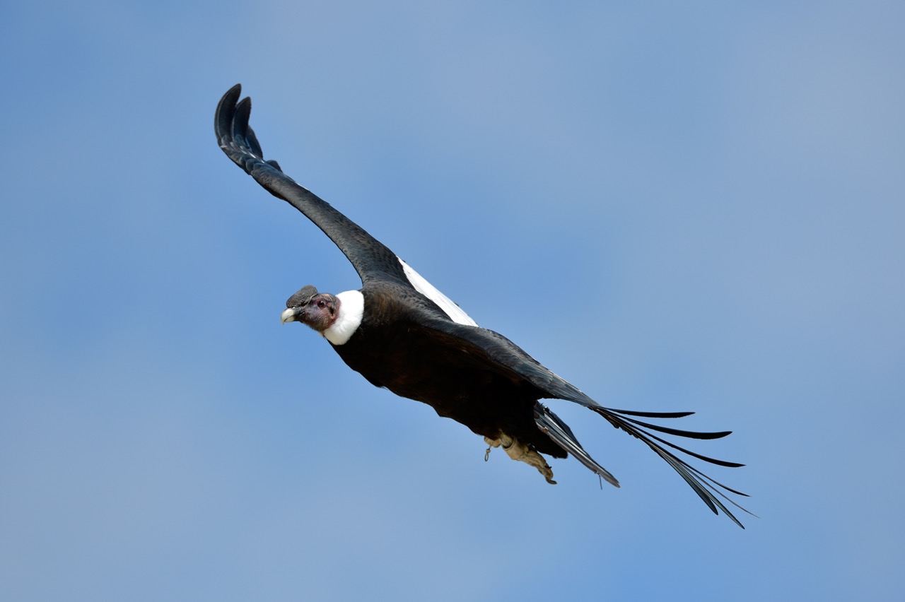 Andean Condor (Vultur gryphus) flying