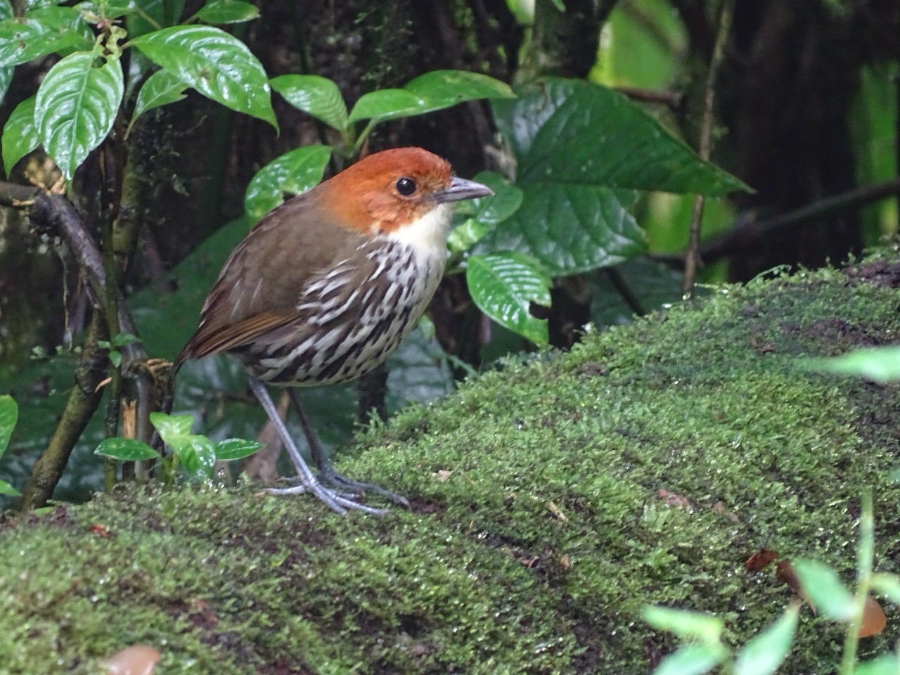 Andreita the Chestnut-crowned Antpitta - Refugio Paz (2) Large