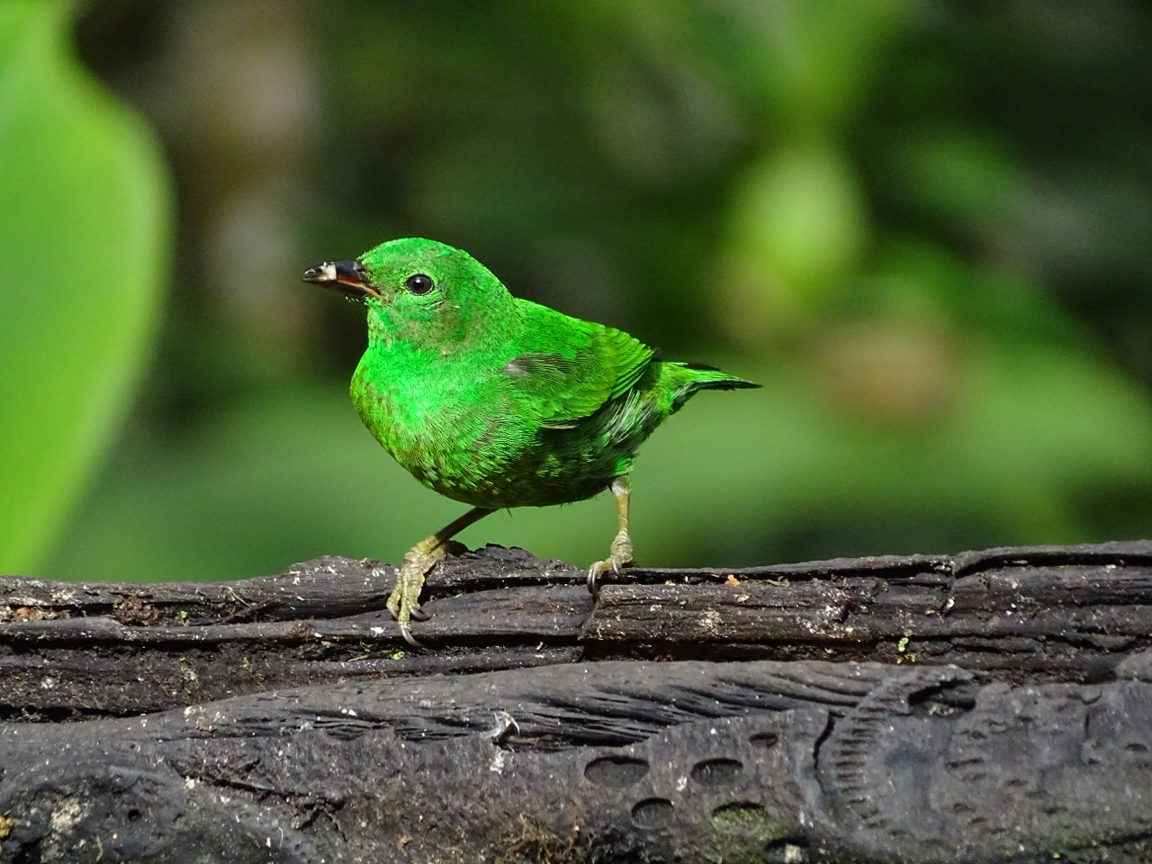 Glistening-green Tanager - Amagusa Large
