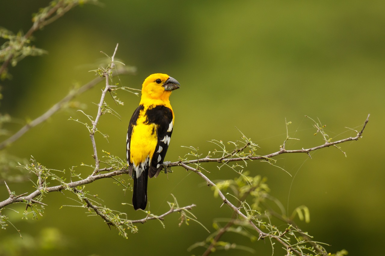 Southern Yellow Grosbeak (Pheucticus chrysogaster) in Ecuador
