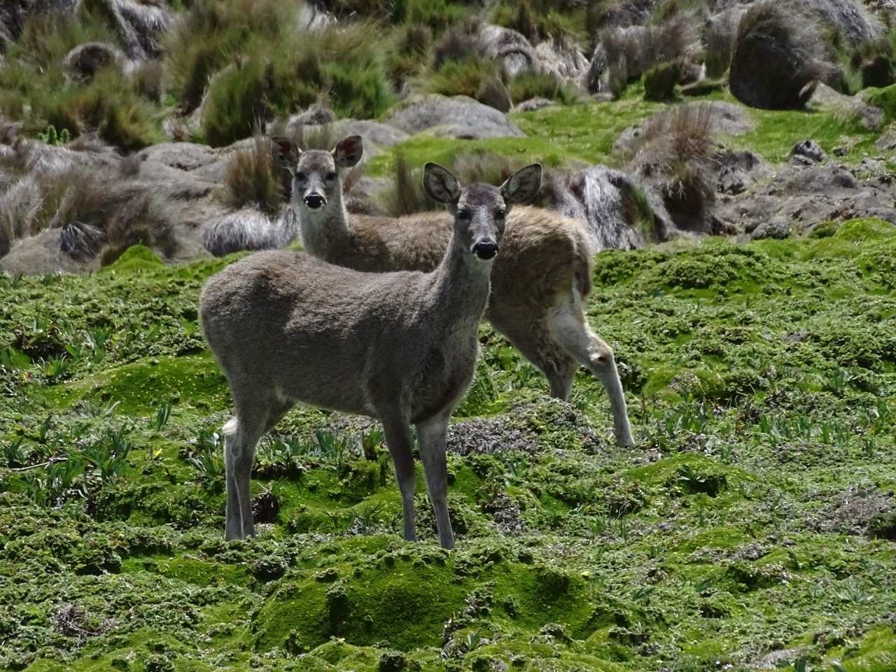 White-tailed Deer - Antisana NP Large