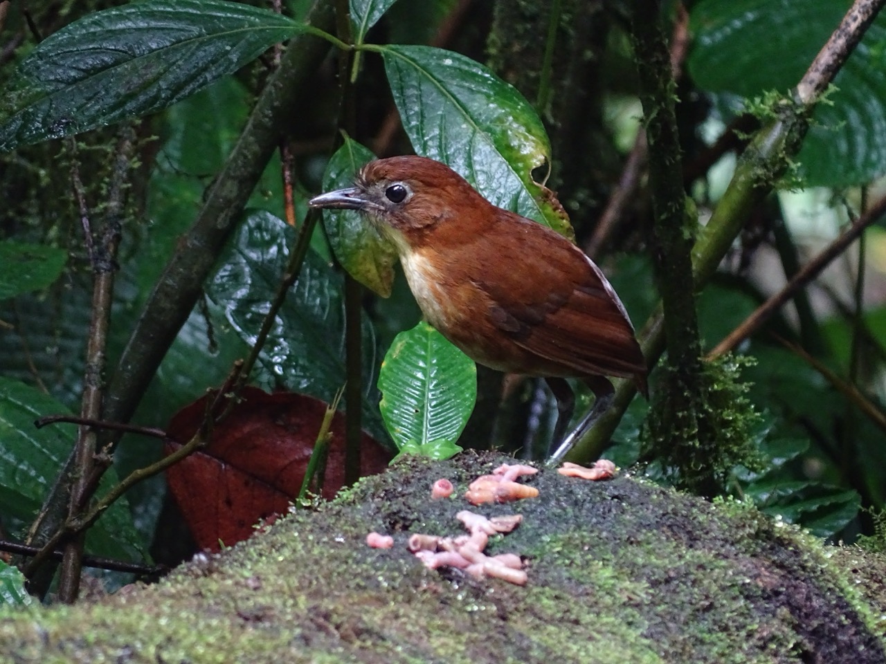 Wilamina the Yellow-breasted Antpitta at Refugio Paz Large