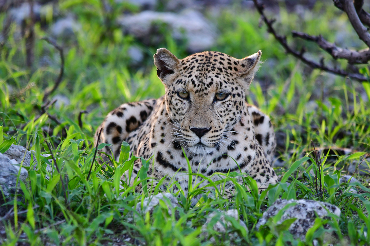 Leopard