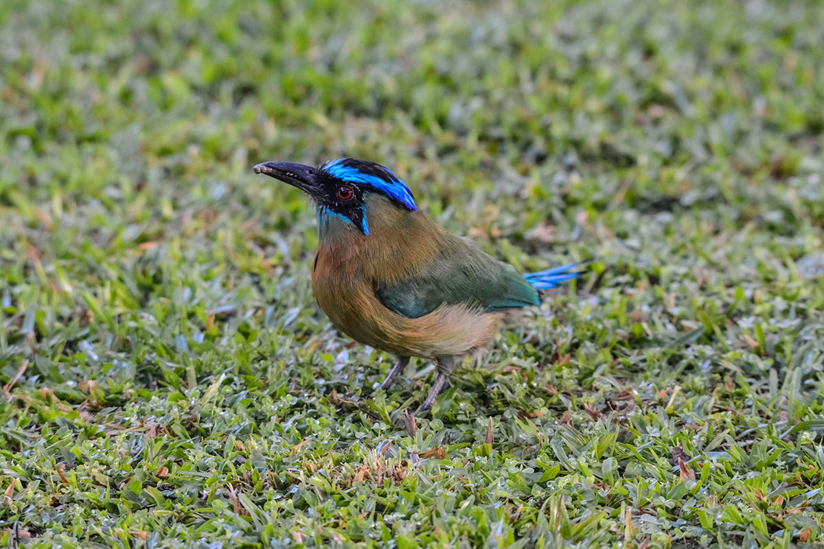 birding in costa rica