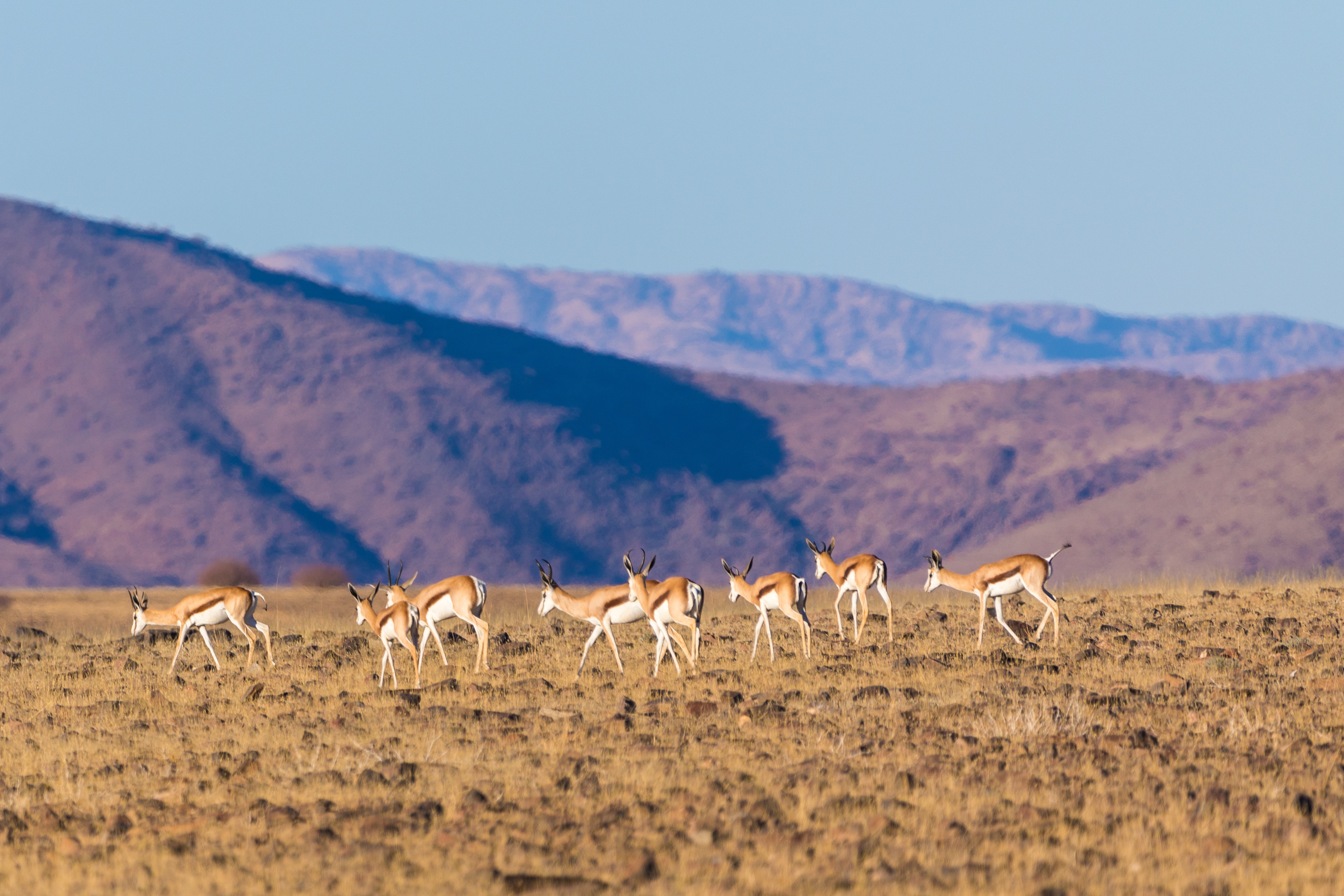 Springbok herd