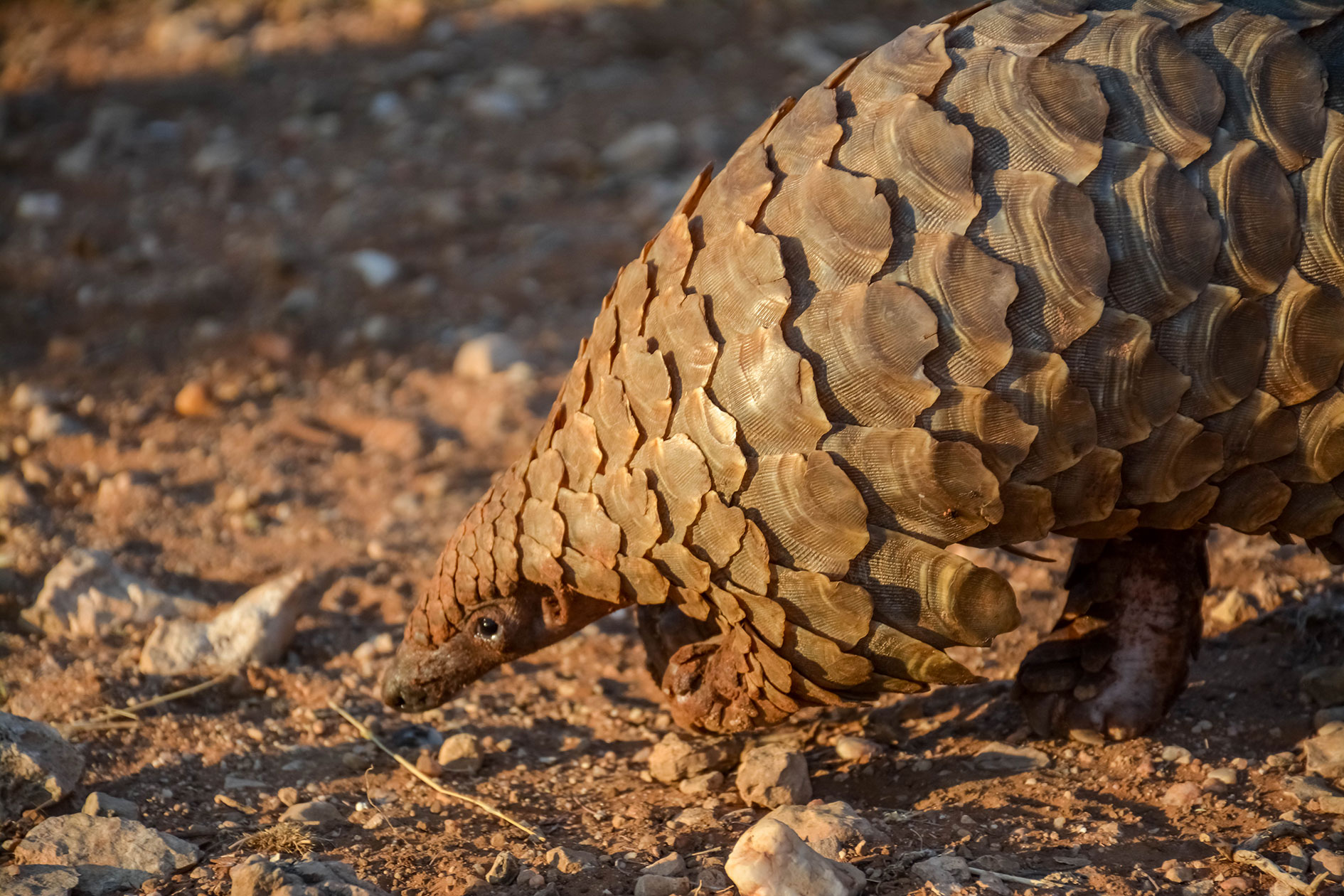 Namibia Mammal Safari