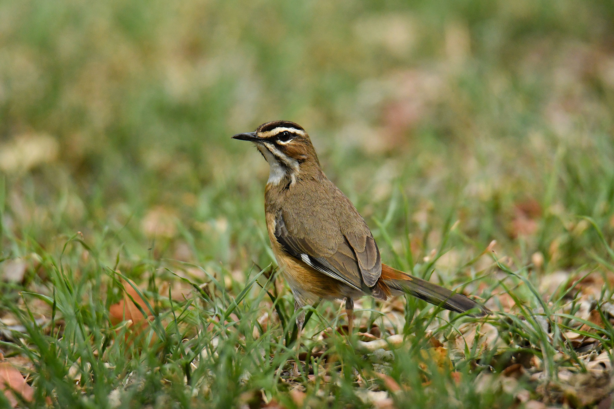 Bearded-Scrub-Robin