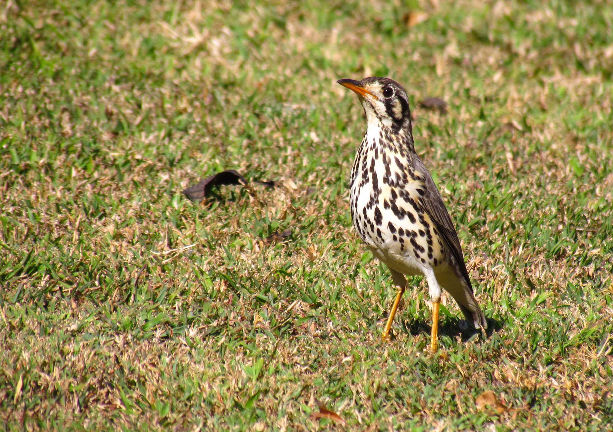 Namibia Bespoke Birding