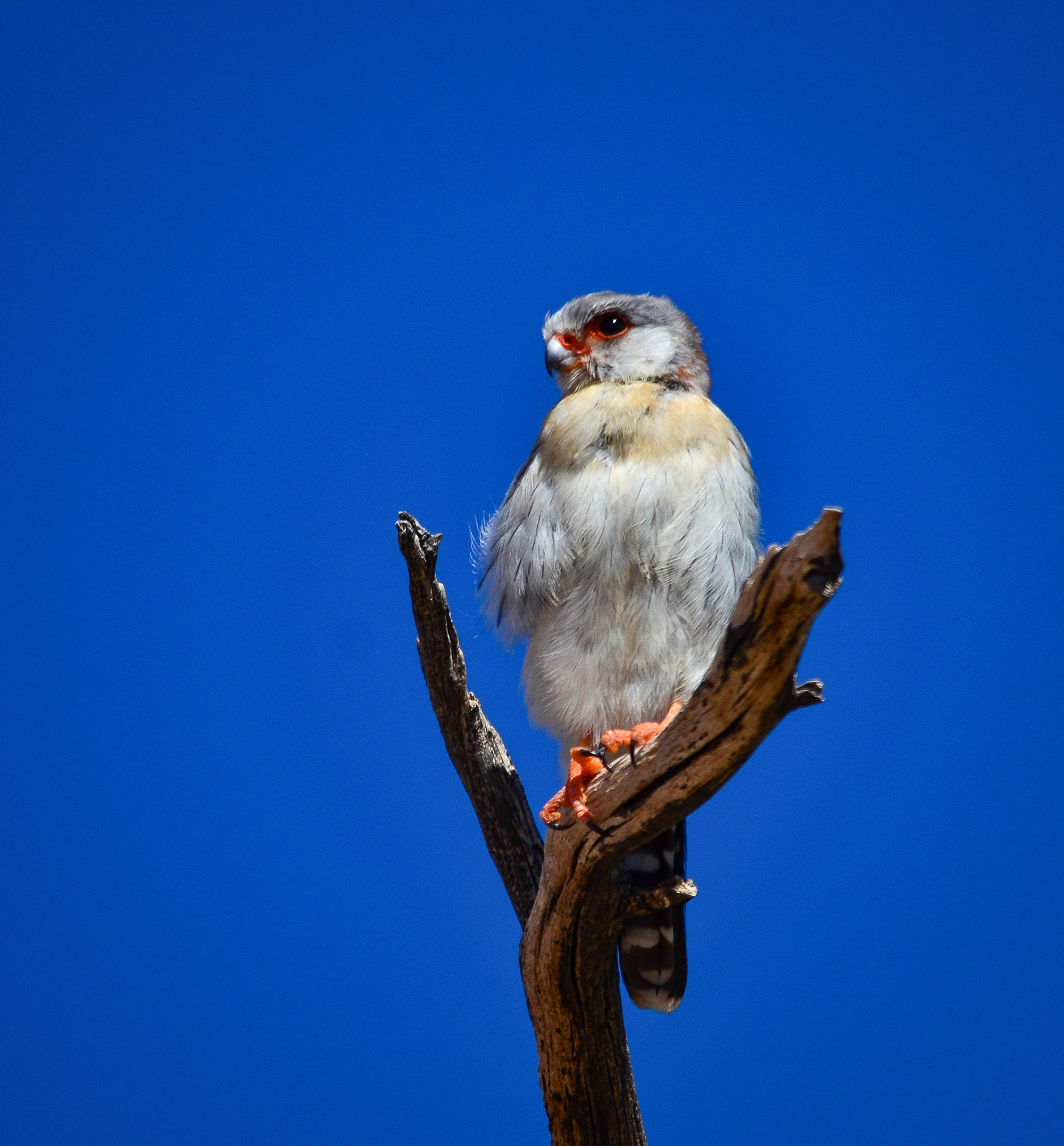 Namibia Bespoke Birding